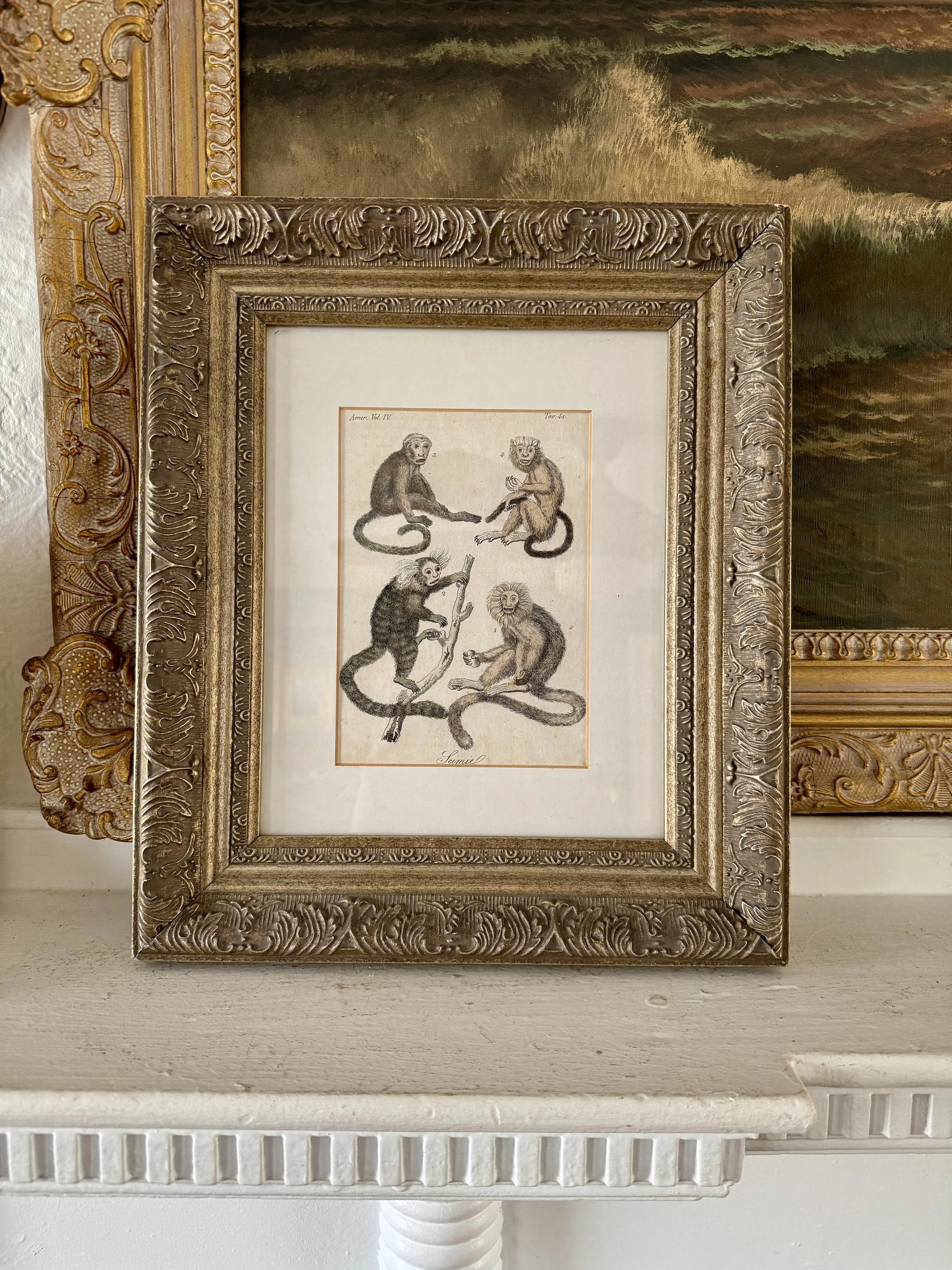 late 19th century scimiel monkey engraving