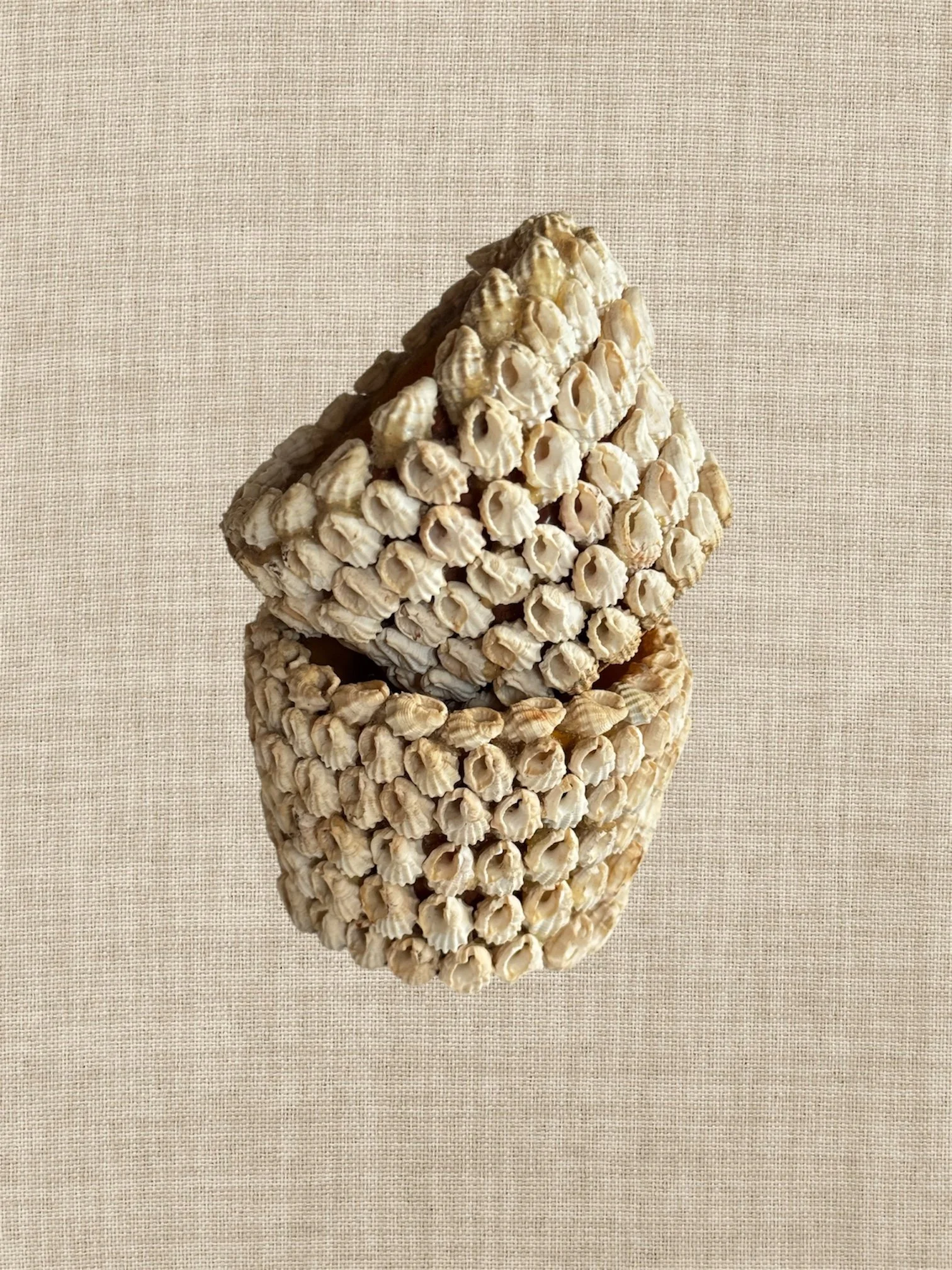 pair of mini shell encrusted terracotta pots, vintage