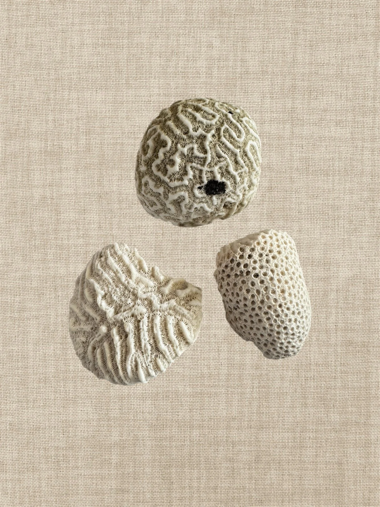 various trio of brain coral fragments