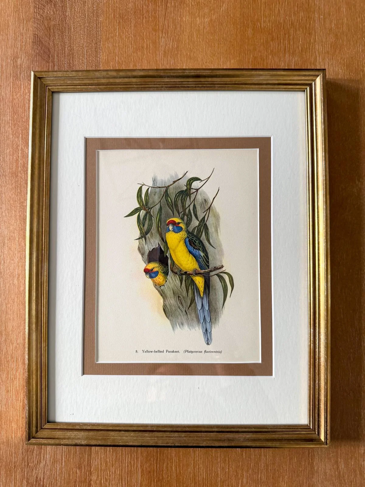CUSTOM FRAMED BOOKPLATE (1948) | PENNANT’S PARAKEET