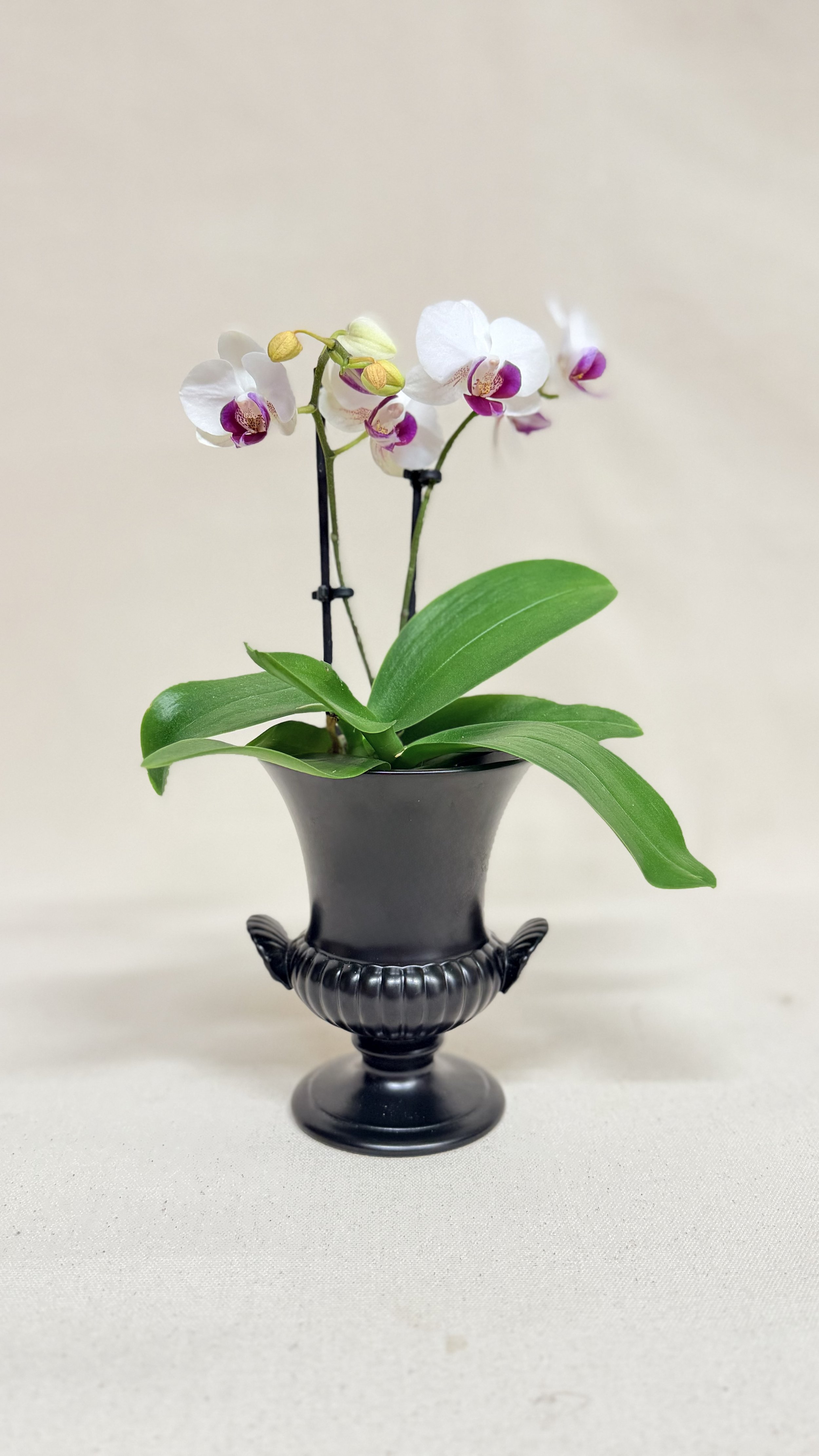 WEDGWOOD RAVENSTONE VASE