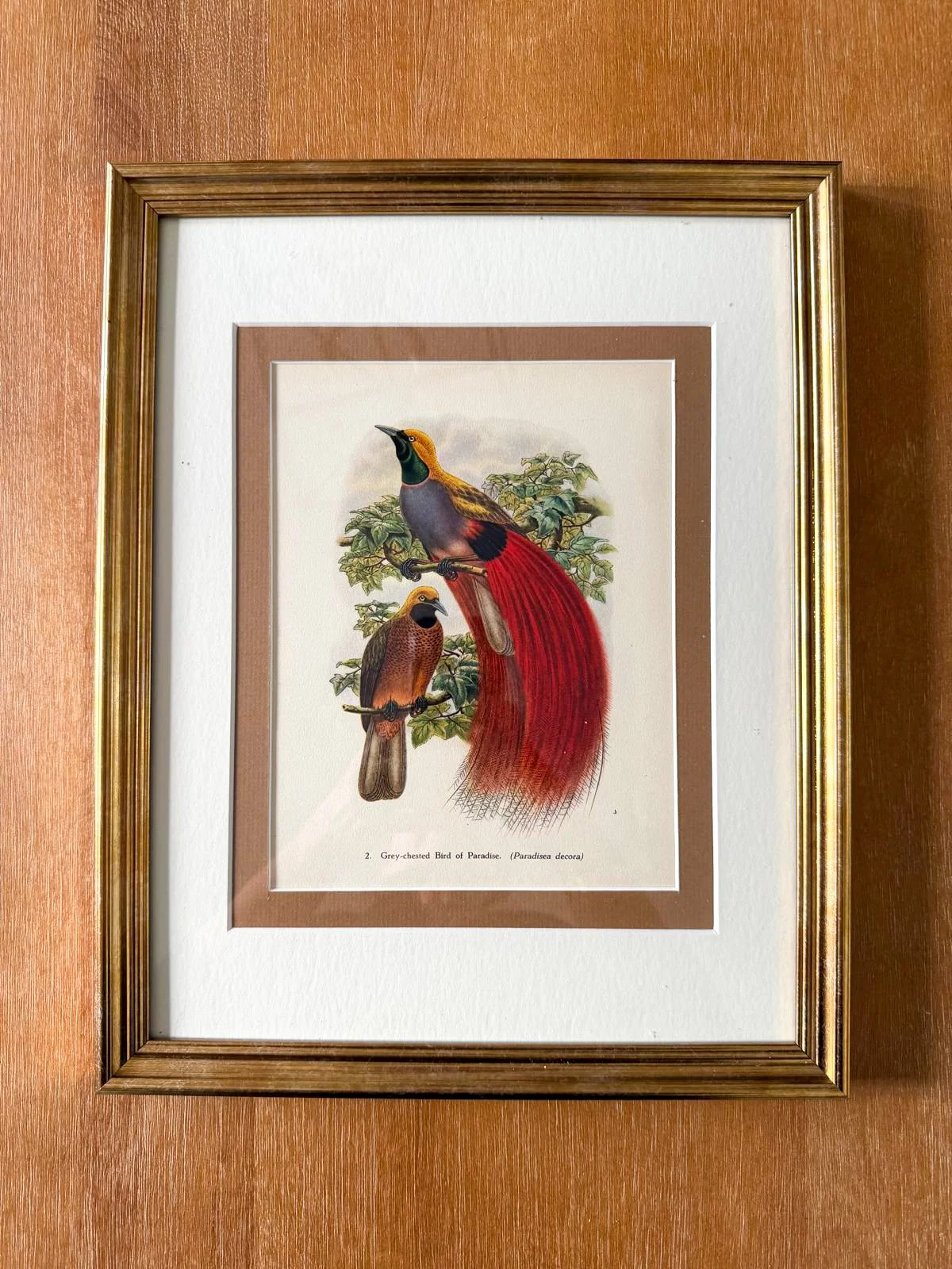 CUSTOM FRAMED BOOKPLATE (1948) | GREY CHESTED BIRD OF PARADISE