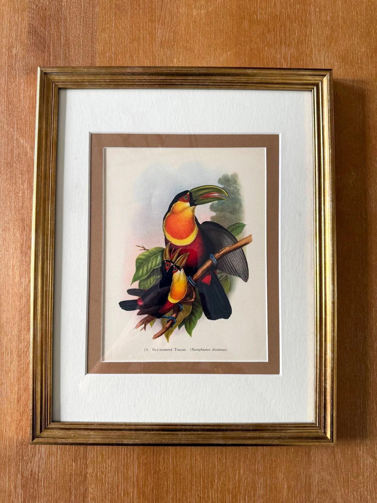 CUSTOM FRAMED BOOKPLATE (1948) | RED-BREASTED TOUCAN