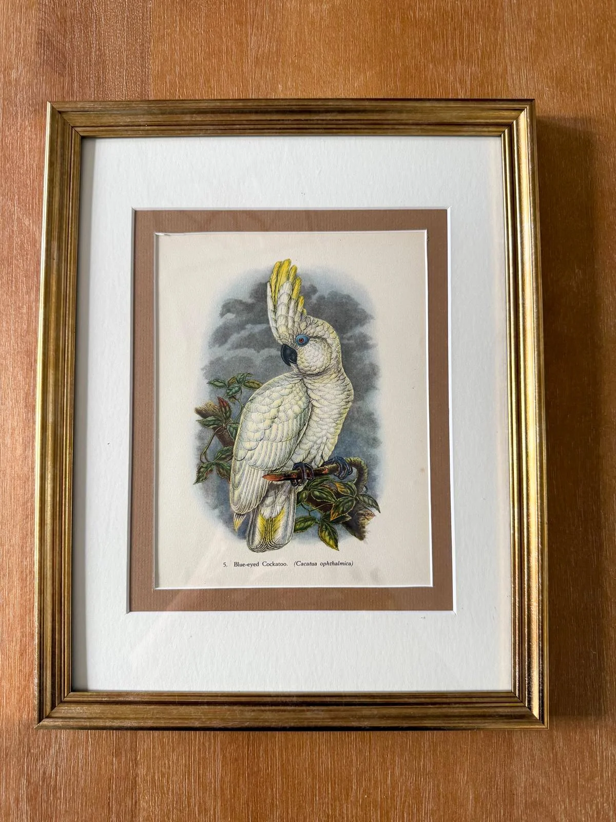 CUSTOM FRAMED BOOKPLATE (1948) | BLUE EYED COCKATOO