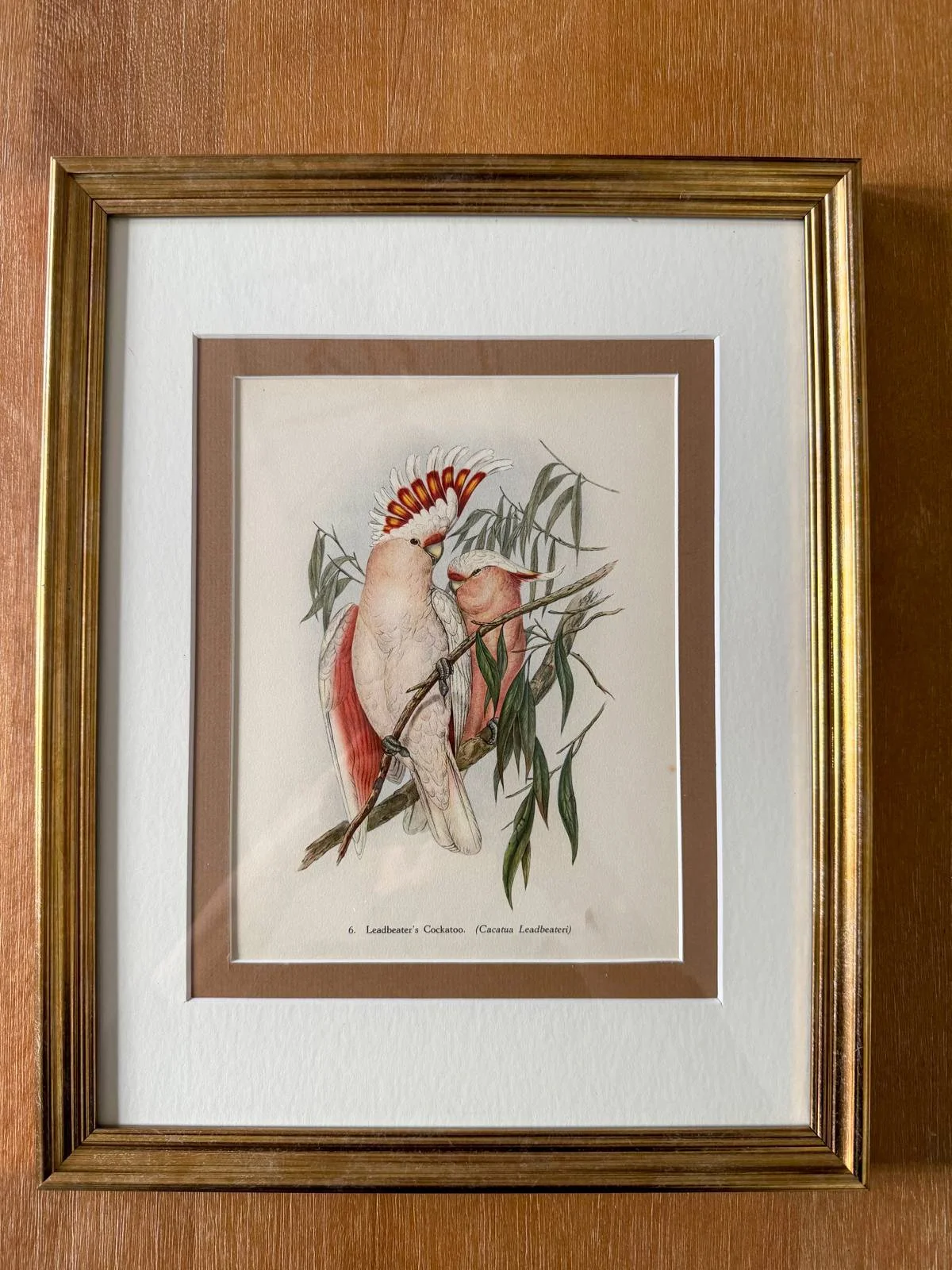 CUSTOM FRAMED BOOKPLATE (1948) | ROSE-BREASTED COCKATOO