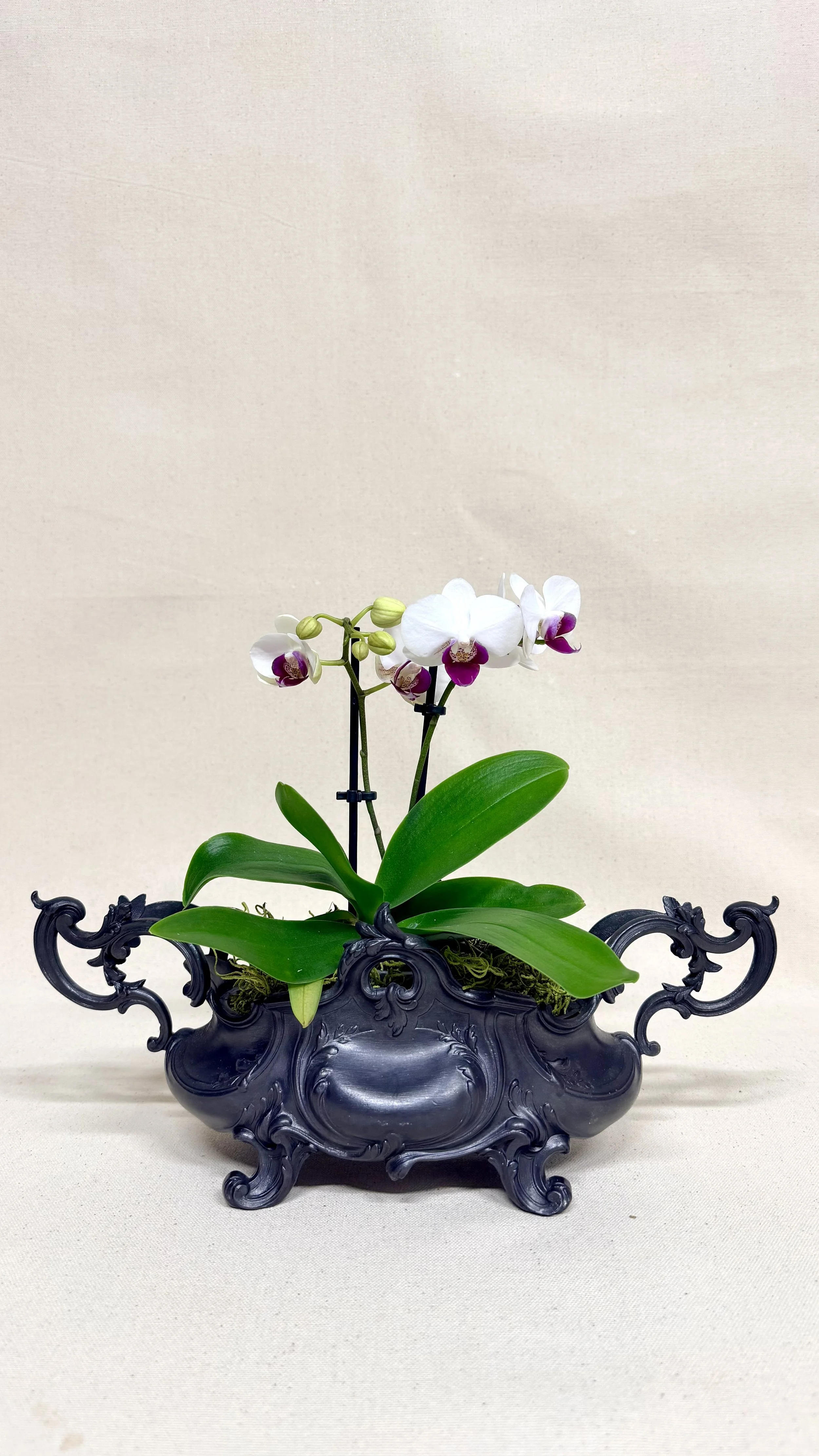 FRENCH ROCOCO JARDINIERE