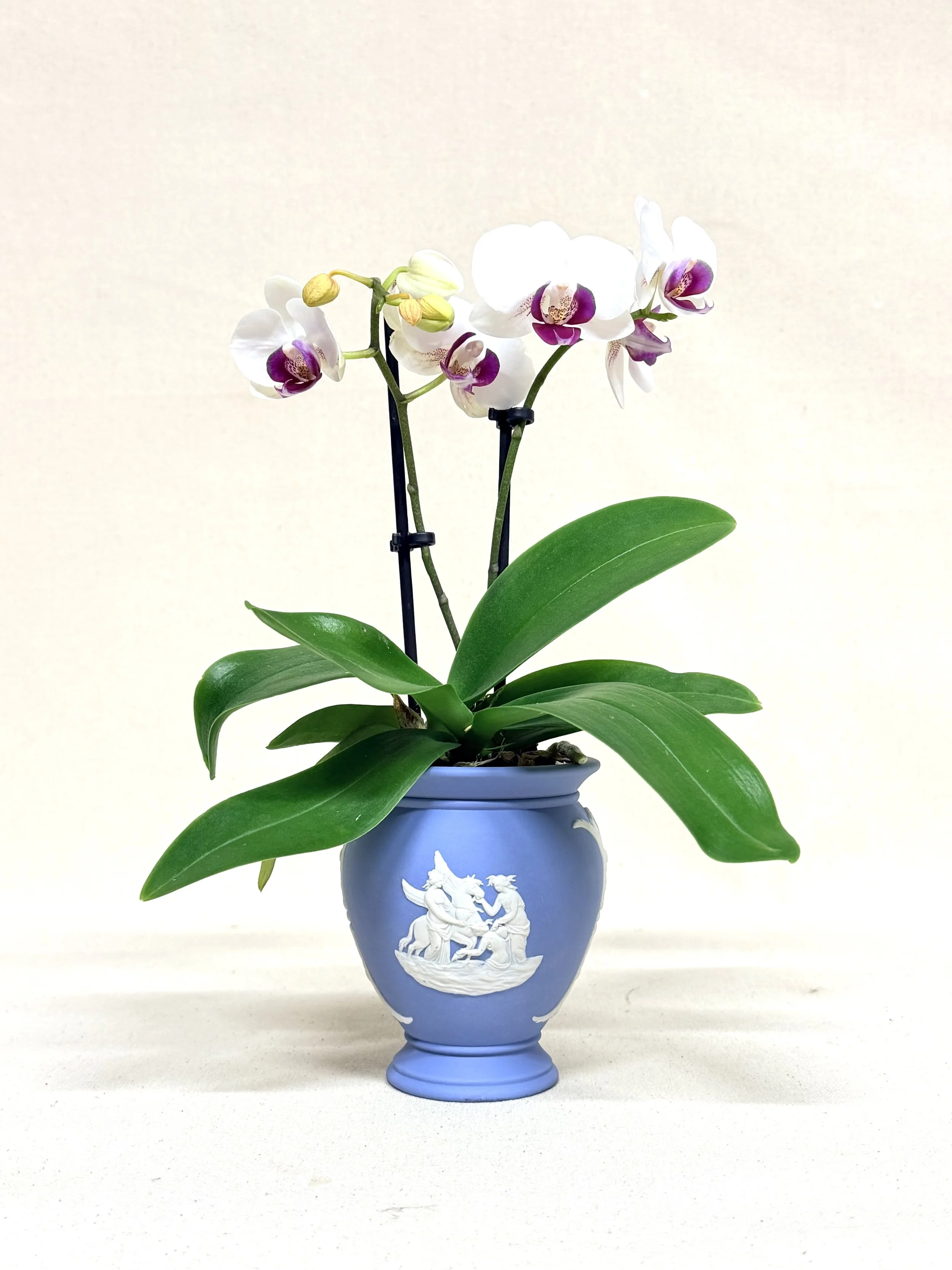 WEDGWOOD JASPERWARE VASE
