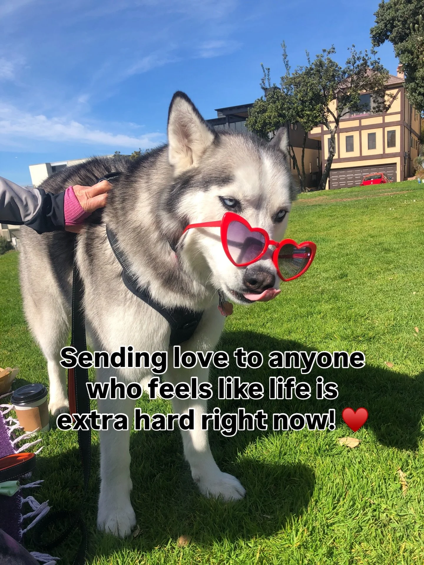 Put a heart 💕 in the comments if this made you smile!  Sending a little extra love to anyone who needs it right now!  This past week was fu*%ing brutal with the way Pam Bondi Protected Trump, like Guylaine Maxwell protected Epstein. 🤮  And if you k