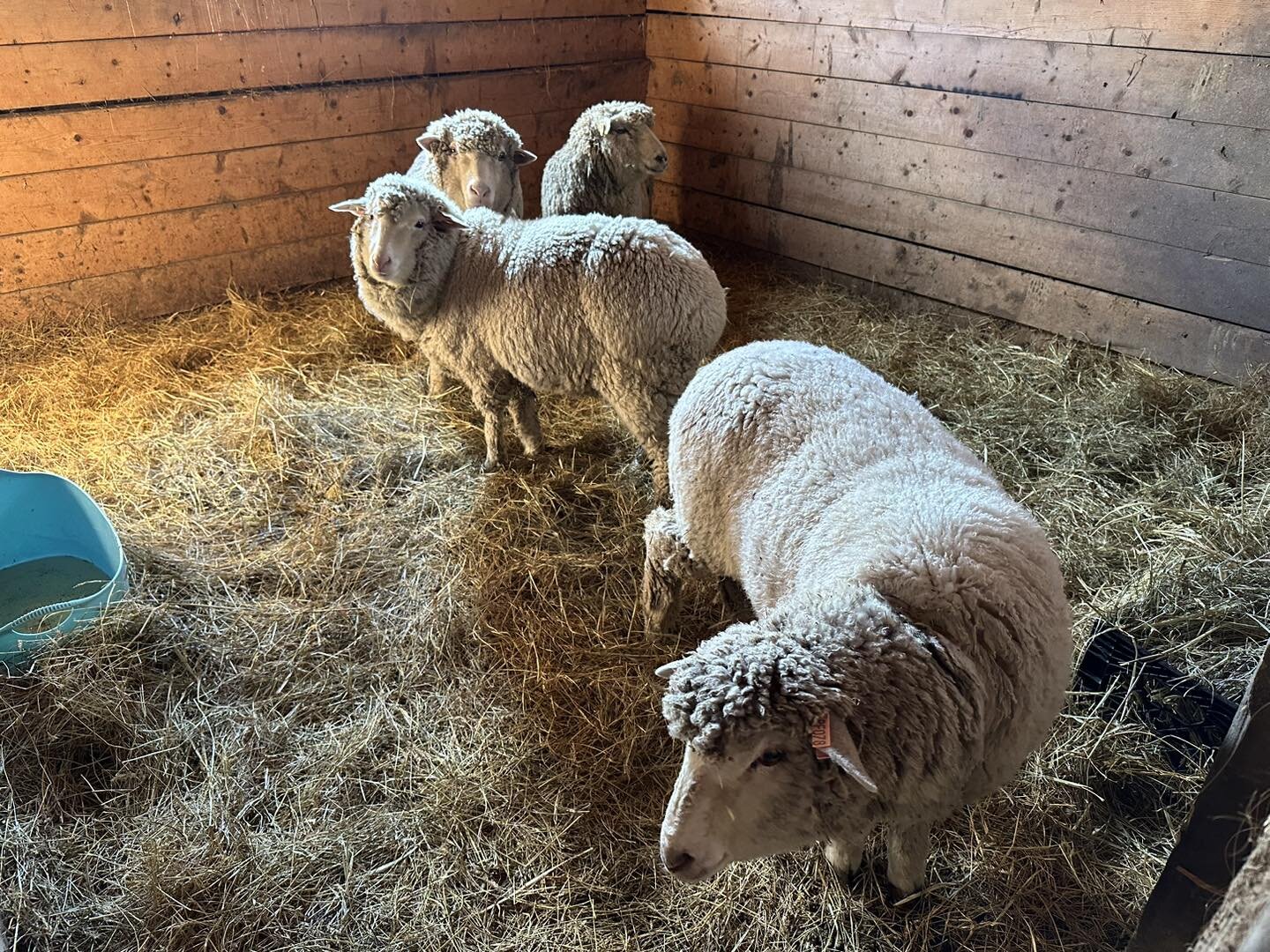 Our sweet new additions! Pure Cormo sheep. They have exceptional wool, similar to the quality of merino. Two retired ladies and two lambs! The moms came with names: Wren and Ramona. Our other lady lambs are Kiwi (brown) and Stout (black). These lambs
