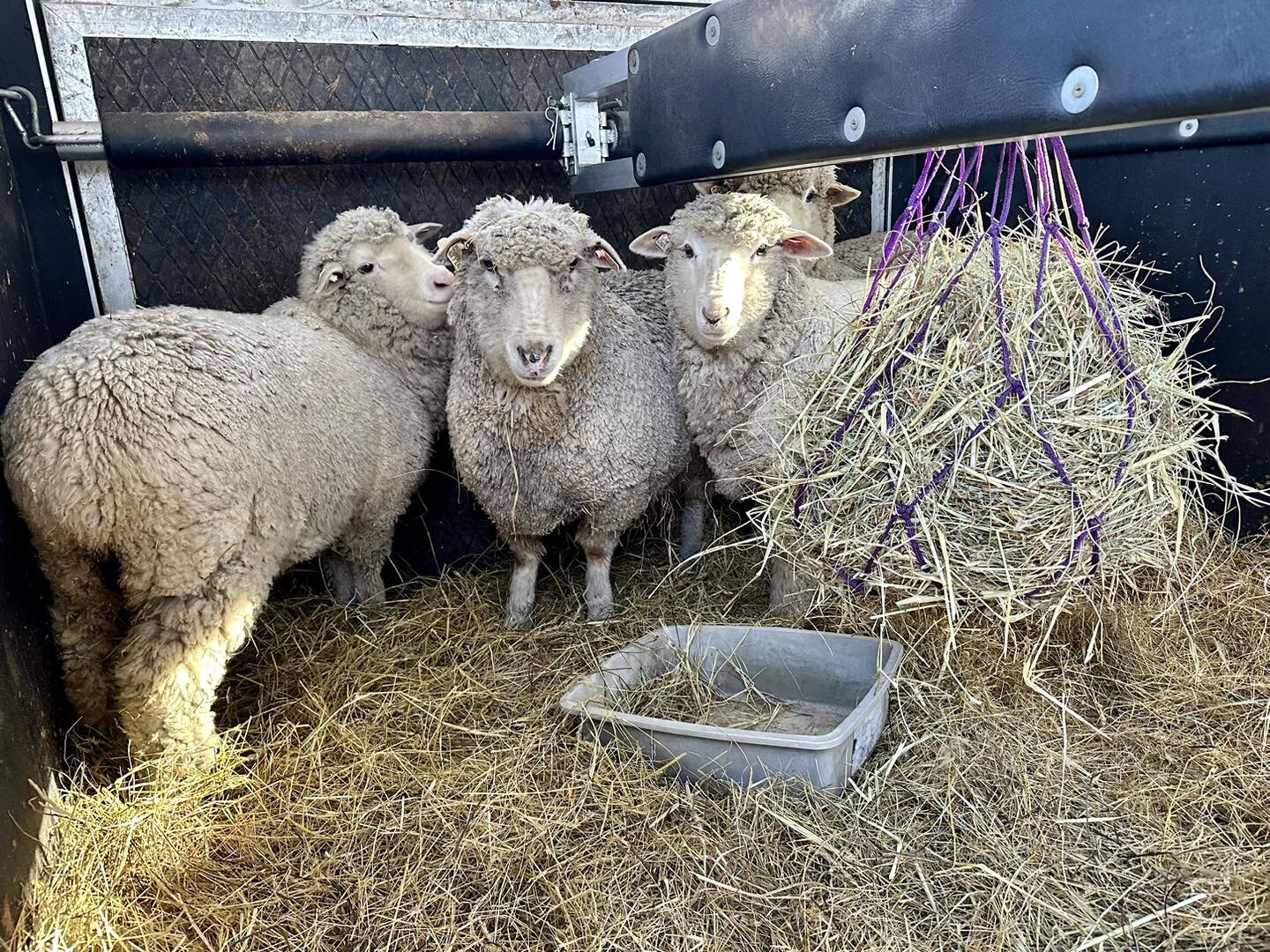 What an adventure! Welcoming these lovely ladies to the farm tomorrow! Pure Cormo fine wool sheep, both lambs and mamas. Can&rsquo;t wait to see their fleeces and spin some yarn this year. They&rsquo;ll be running in our pastures in no time! ❤️