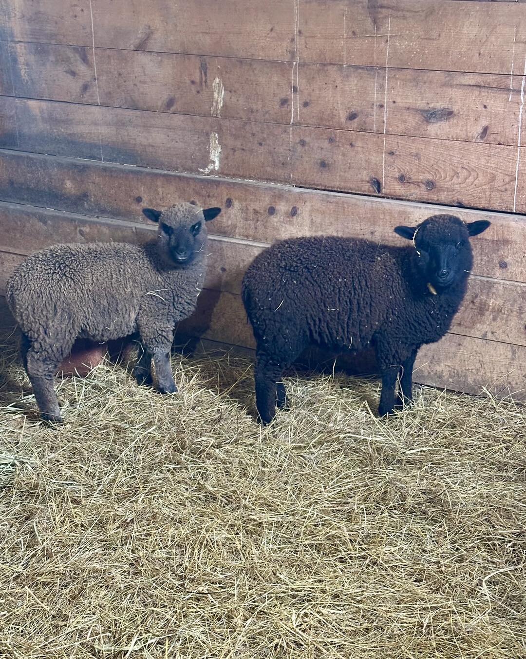 It&rsquo;s winter but the adventures don&rsquo;t stop! I&rsquo;ve been working on administrative tasks, but we&rsquo;ve also added some sweet girls to our farm. Meet Kiwi and Stout! They are the first two lambs of six that we&rsquo;ll have in our flo