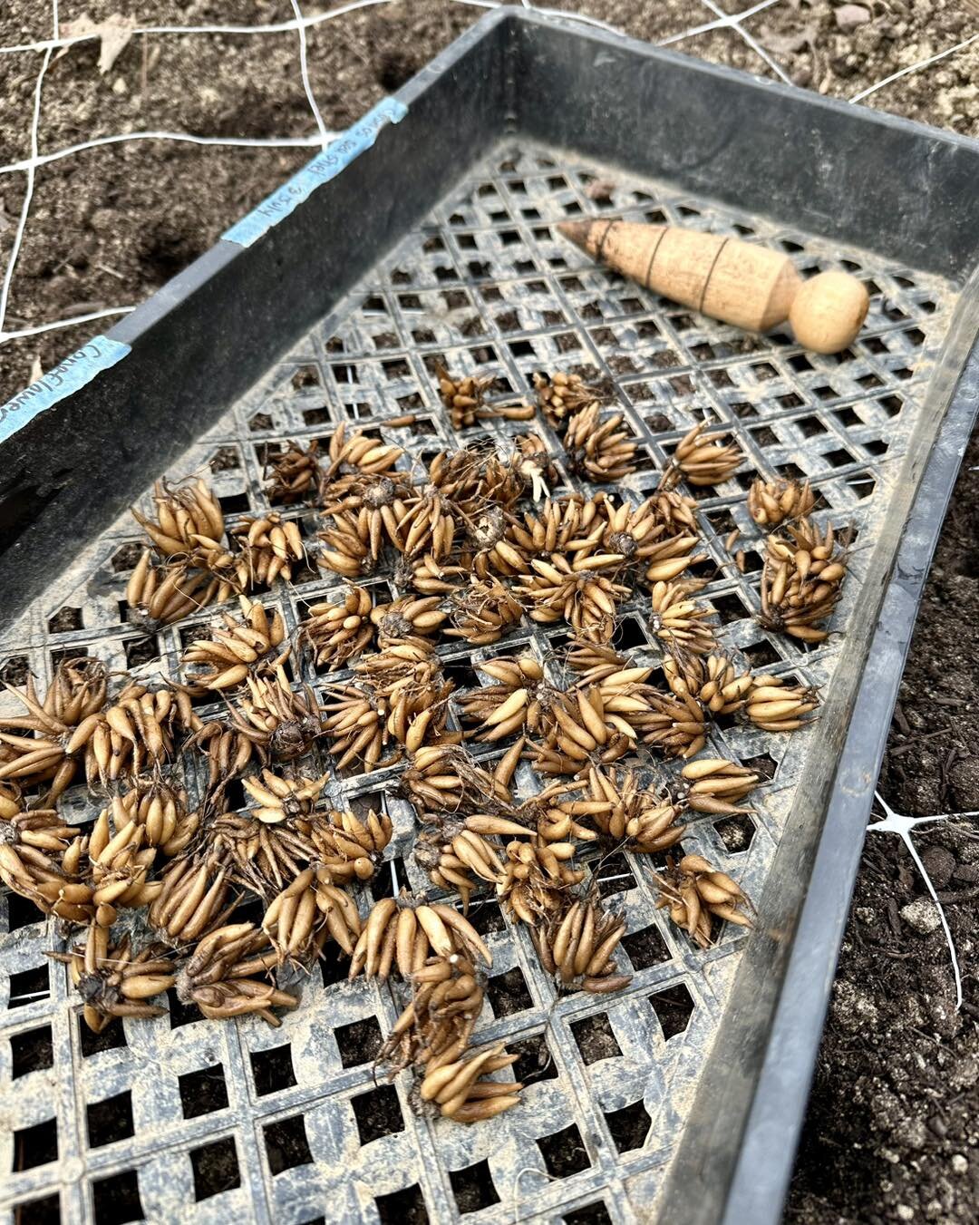 All tucked in for winter! Exactly 224 bianco and pastel Italian ranunculus in my raised beds. About 250 already in the greenhouse, about 250 more to be planted in February. Looking forward to 2024!