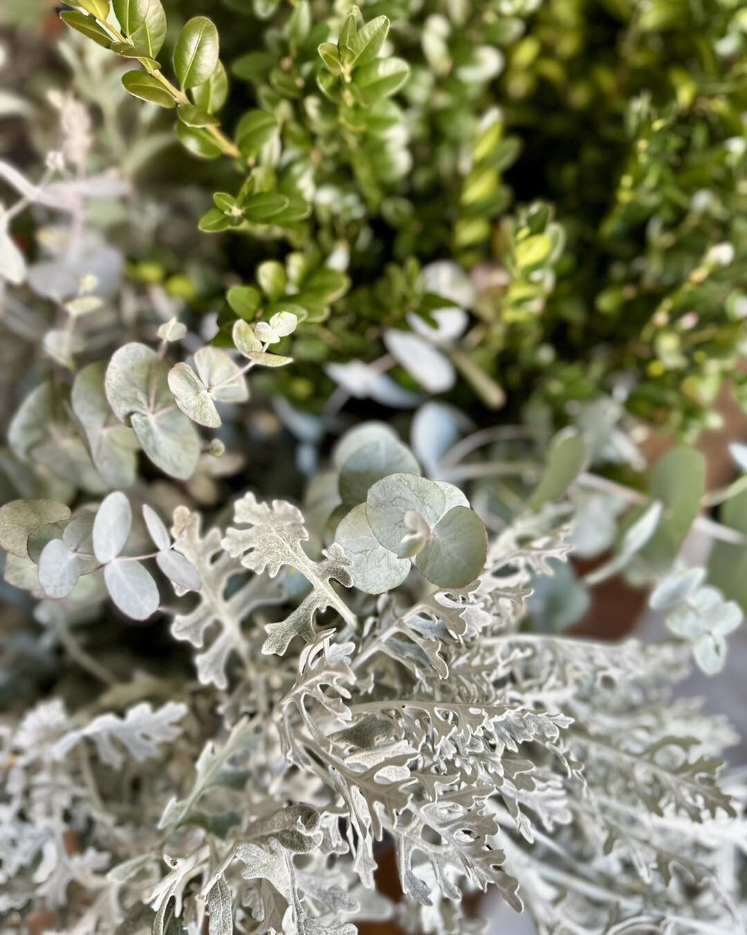 Bunches of eucalyptus, soft evergreens (privet), and dusty miller for the market tomorrow! I love that mix at Christmas, both color and texture. Also colorful dried flower gold ring wreaths. Beautiful all year long. See you there!  #croftonfarmersmar