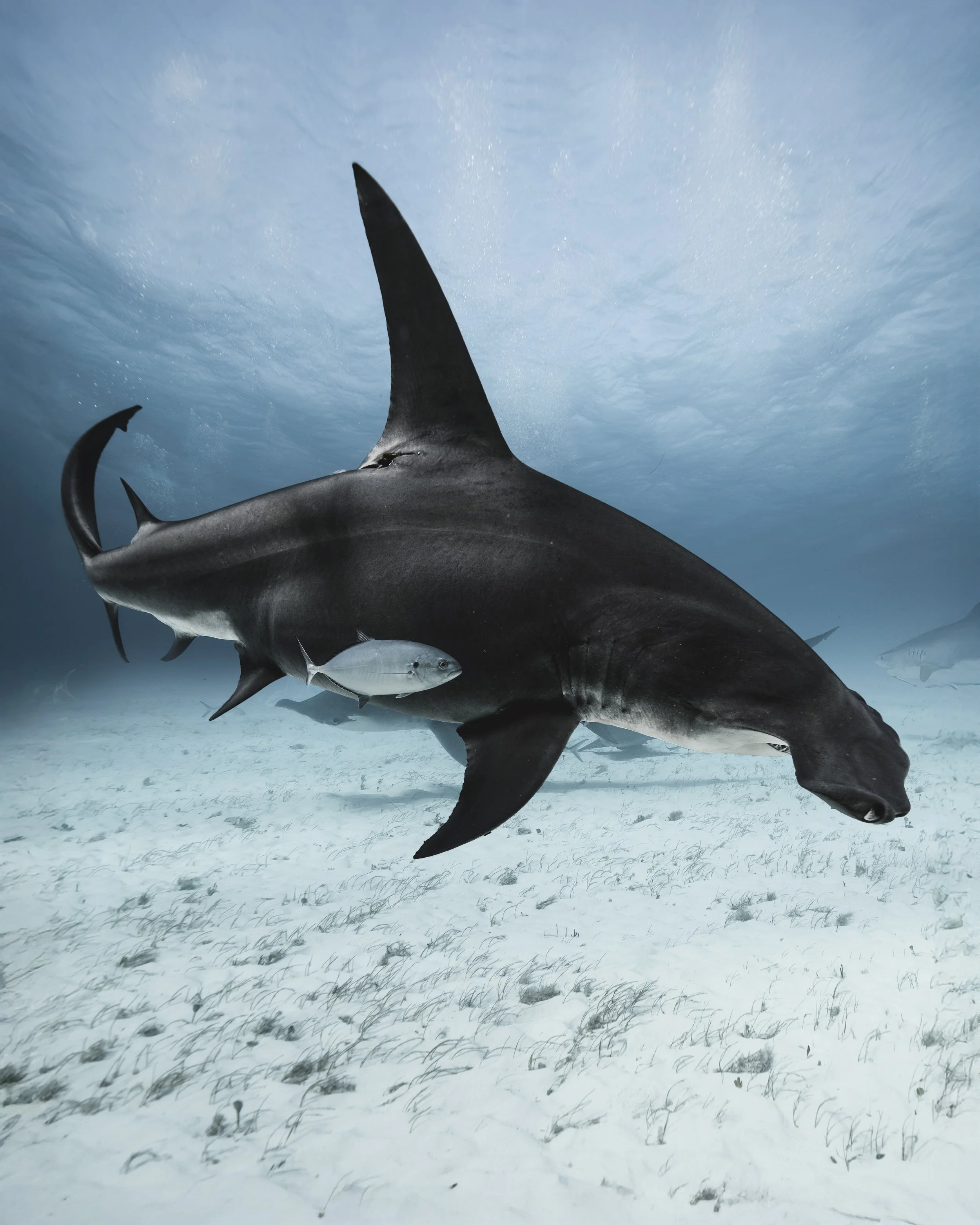 hammer PS edit copy-Edit copy.jpg