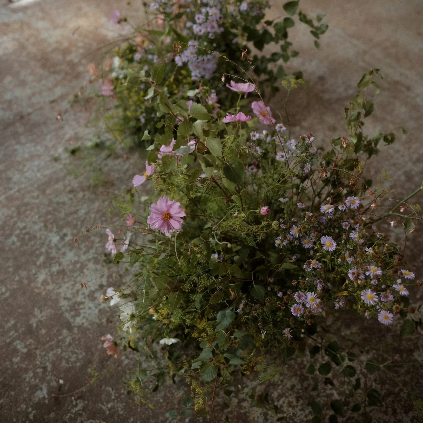 W I L D
▫️
Being brought up with an Irish mammy, and a dad that's obsessed with Scotland.. I have had a lovely for the wild, the unruly, the harsh landscapes but also noticing the delicate flowers amongst the weather beaten land. Recreating the uncon