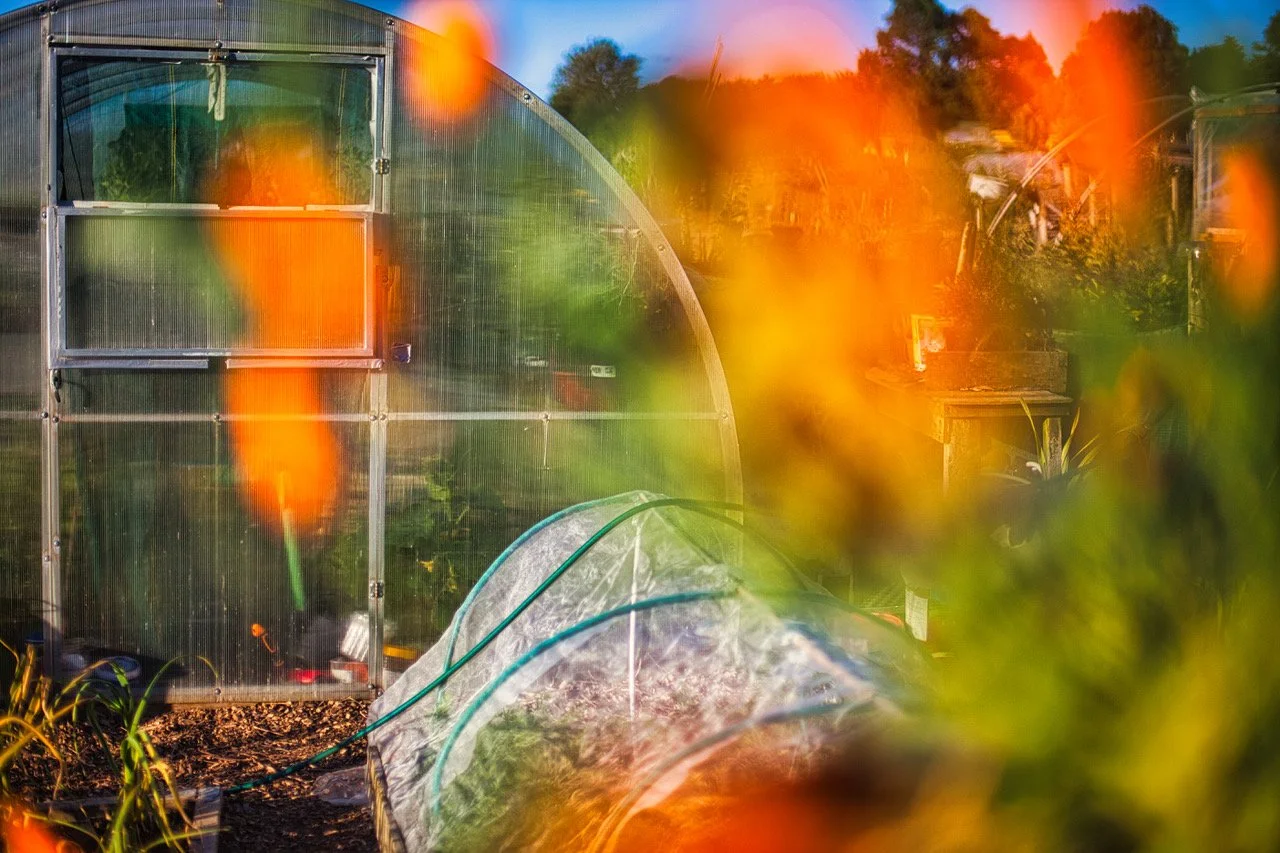 allotments 13e418.jpeg