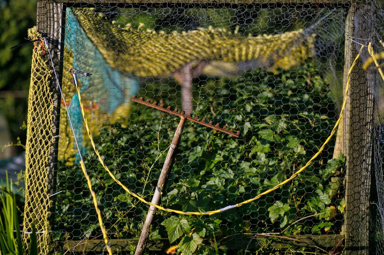 allotments wq3425.jpeg