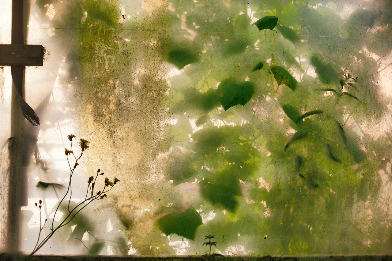 allotments g234523.jpeg