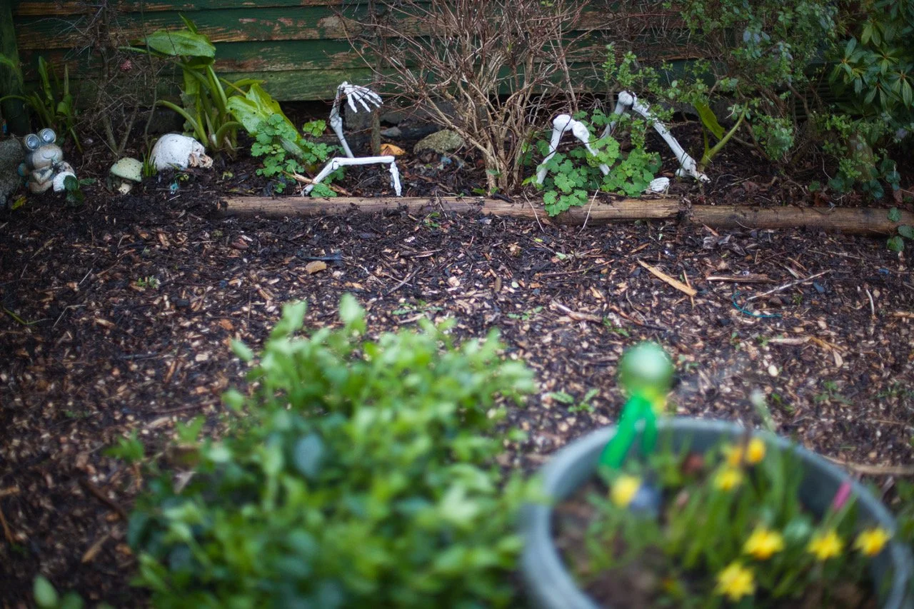 Allotments 20a skeleton.jpeg