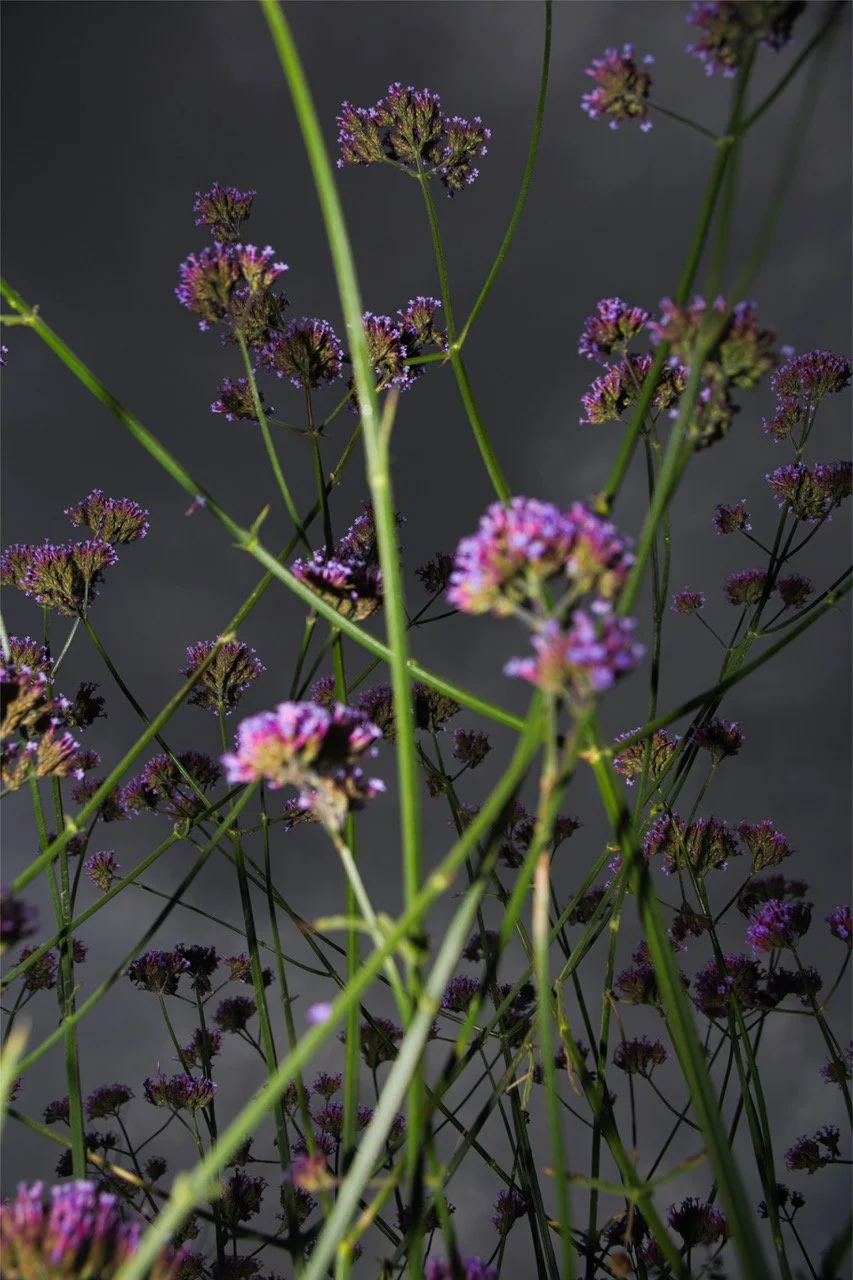 allotments gfhj243590.jpeg