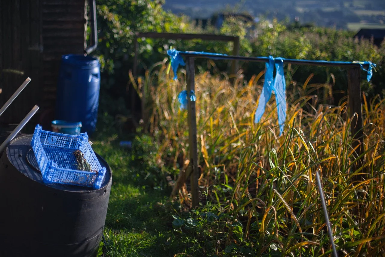 allotment blue.jpeg