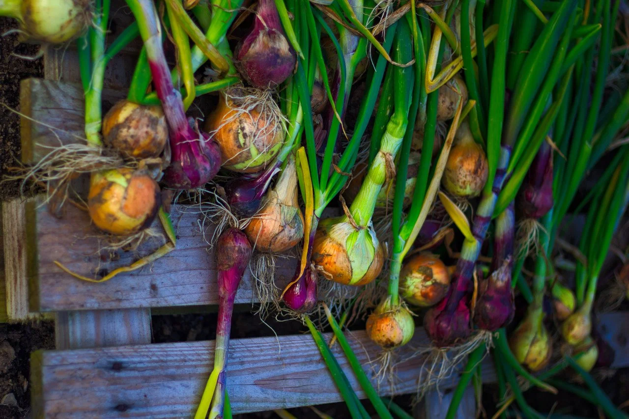 allotments e24t.jpeg