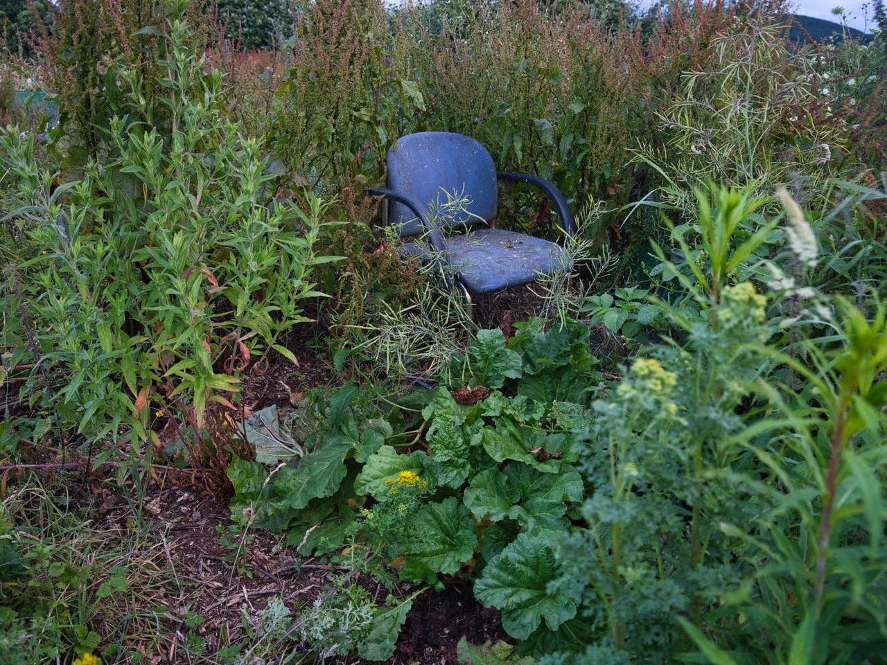 allotments 234jfd.jpeg