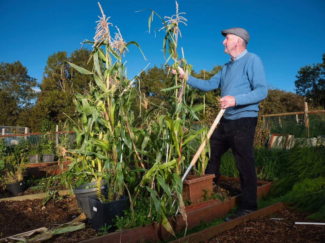 columba allotments 3.jpeg