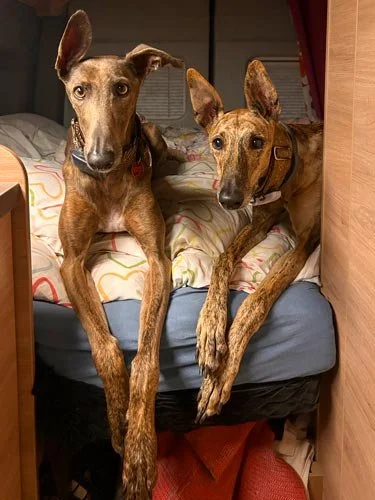 Hundegerechtes Apartment mit Terrasse in Leipzig – ideal für Gäste mit Vierbeinern