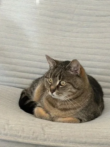 Getigerte Katze der Senfbude Leipzig