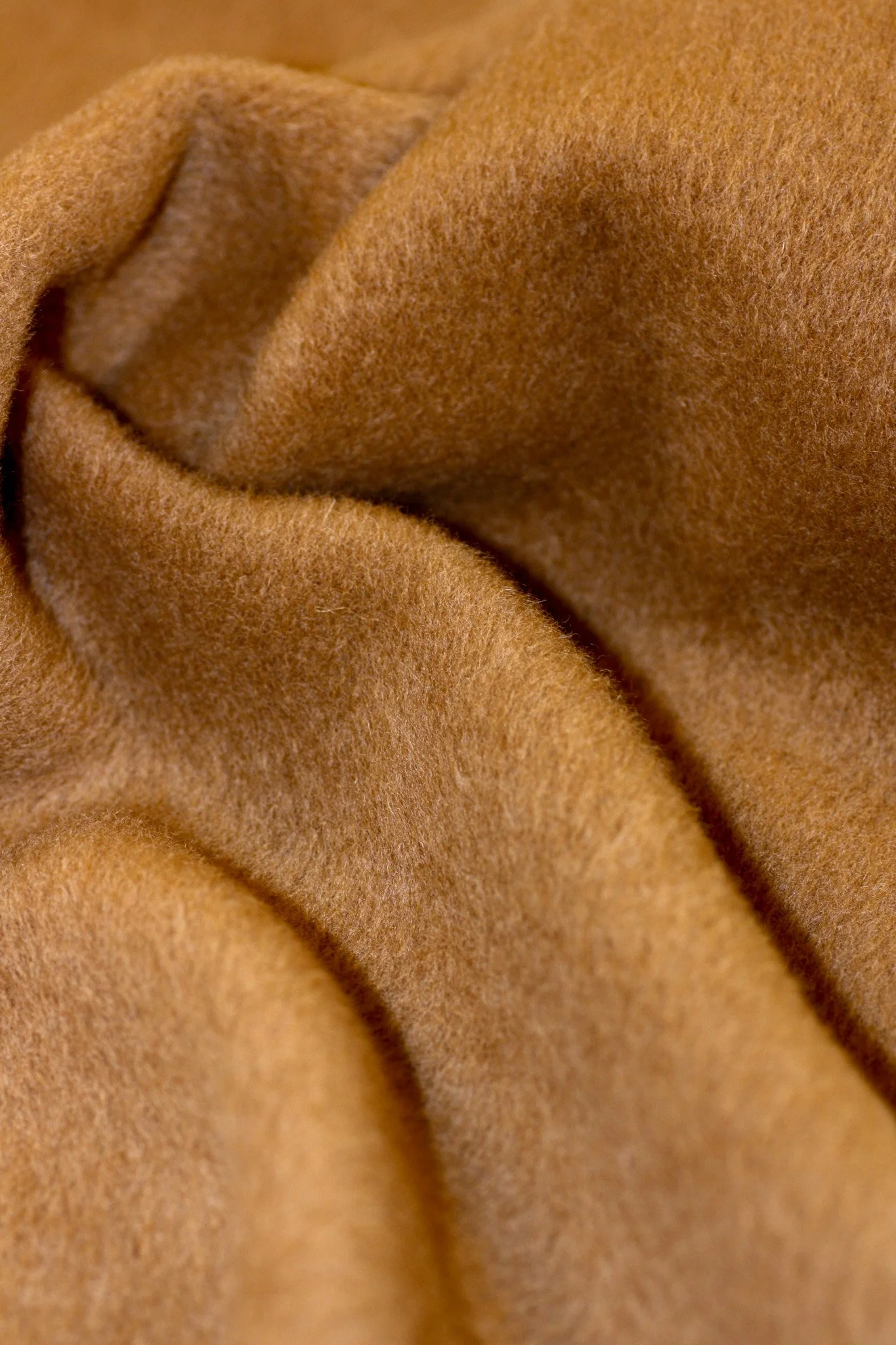 Caricia | Camel