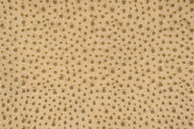 Fragrantia | Champagne