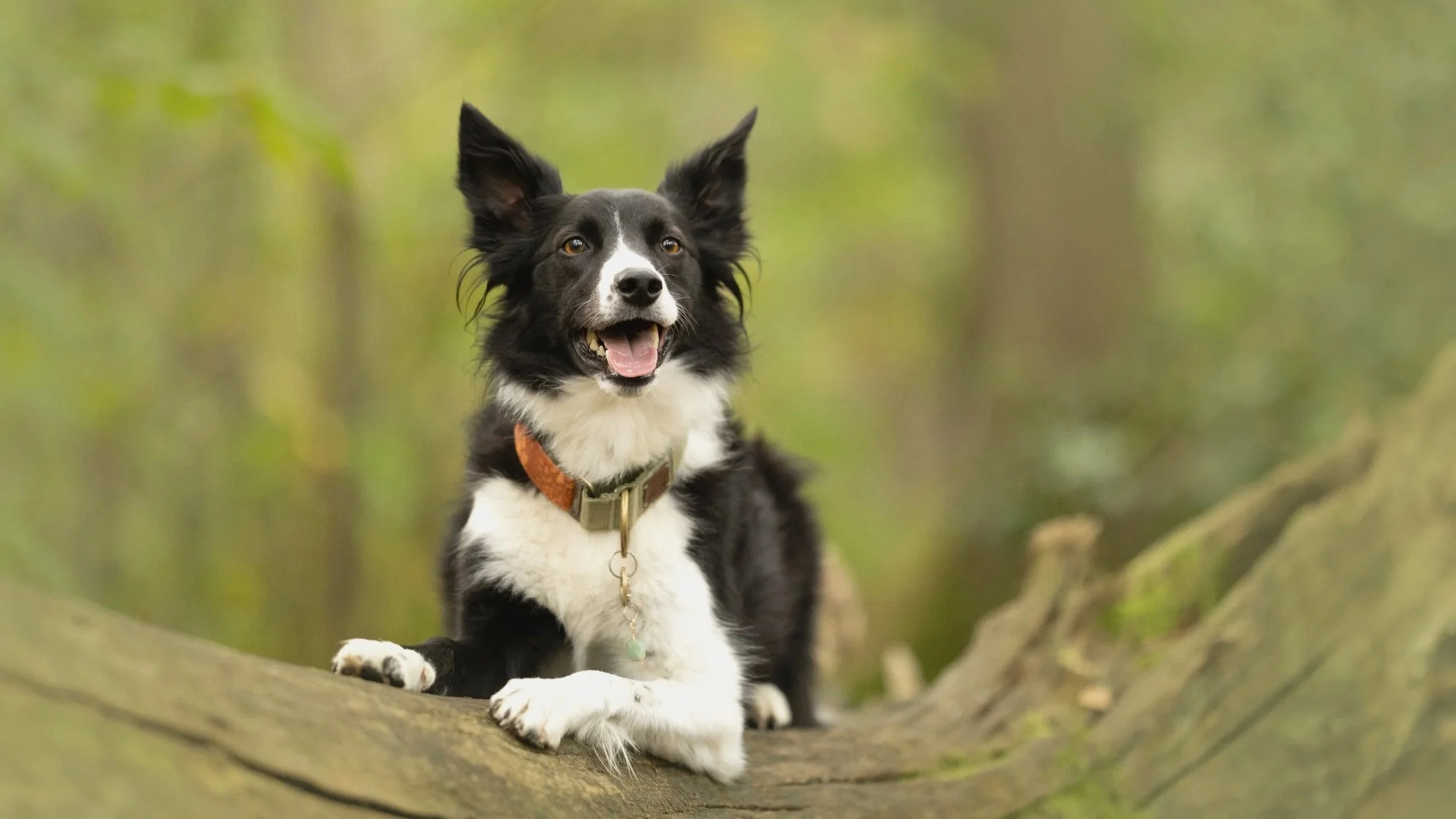 Black and White Border collie posing on a log