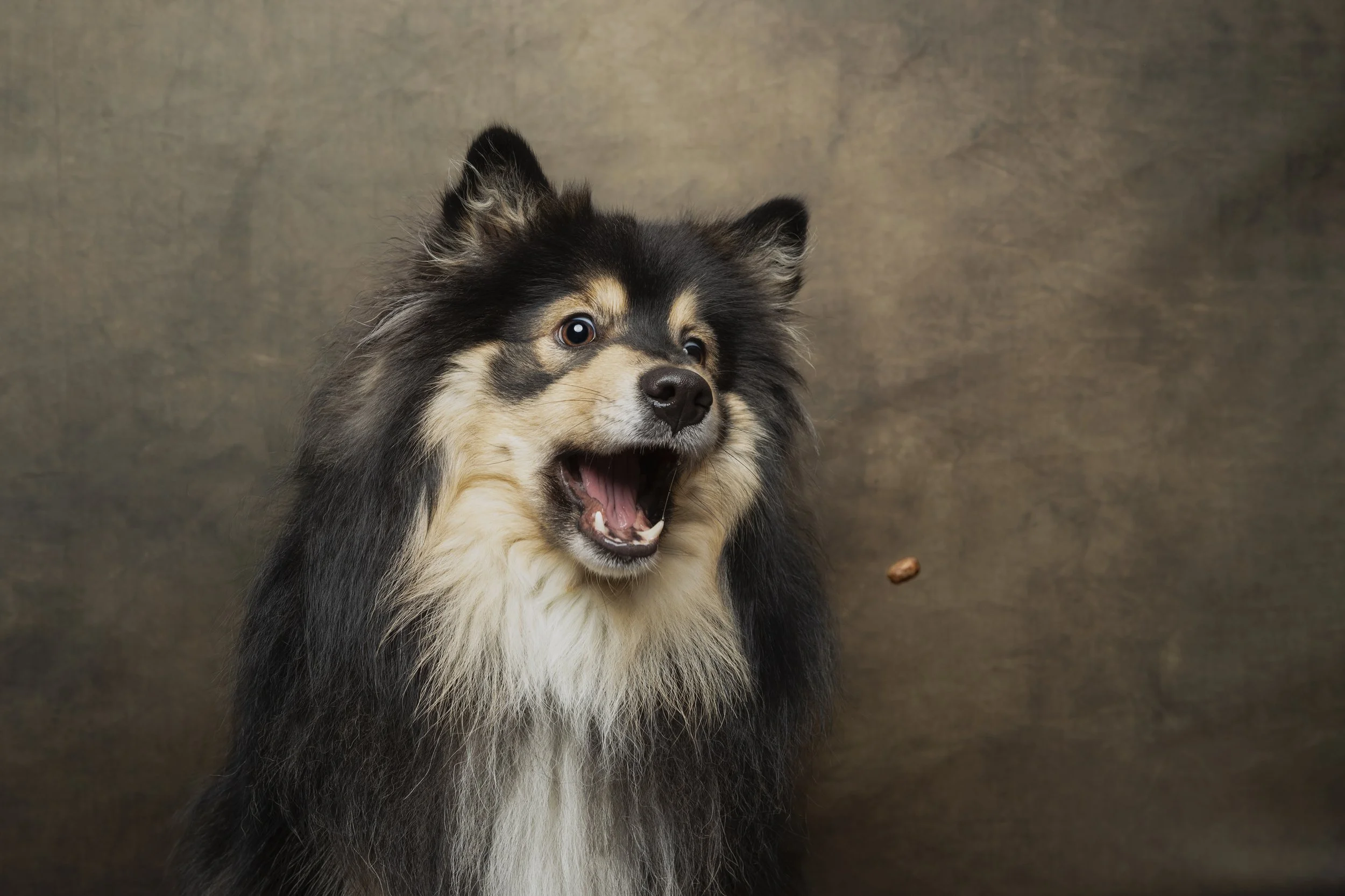 %Pet photographer in Kent