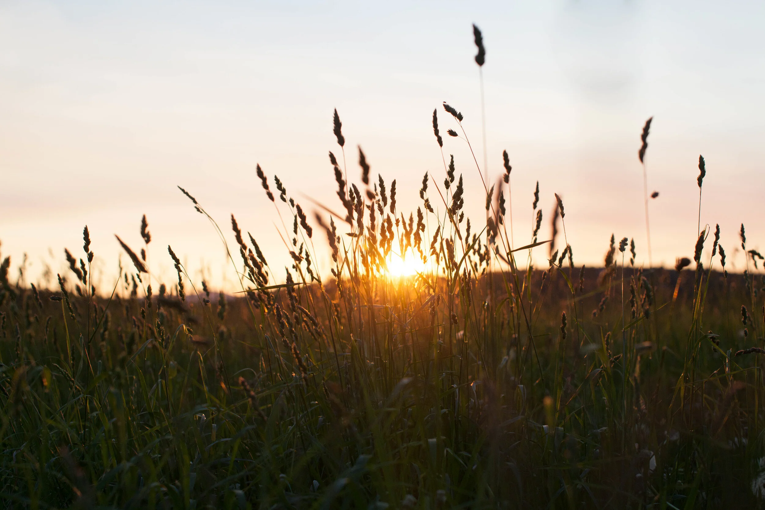 42 Maple Gallery Show