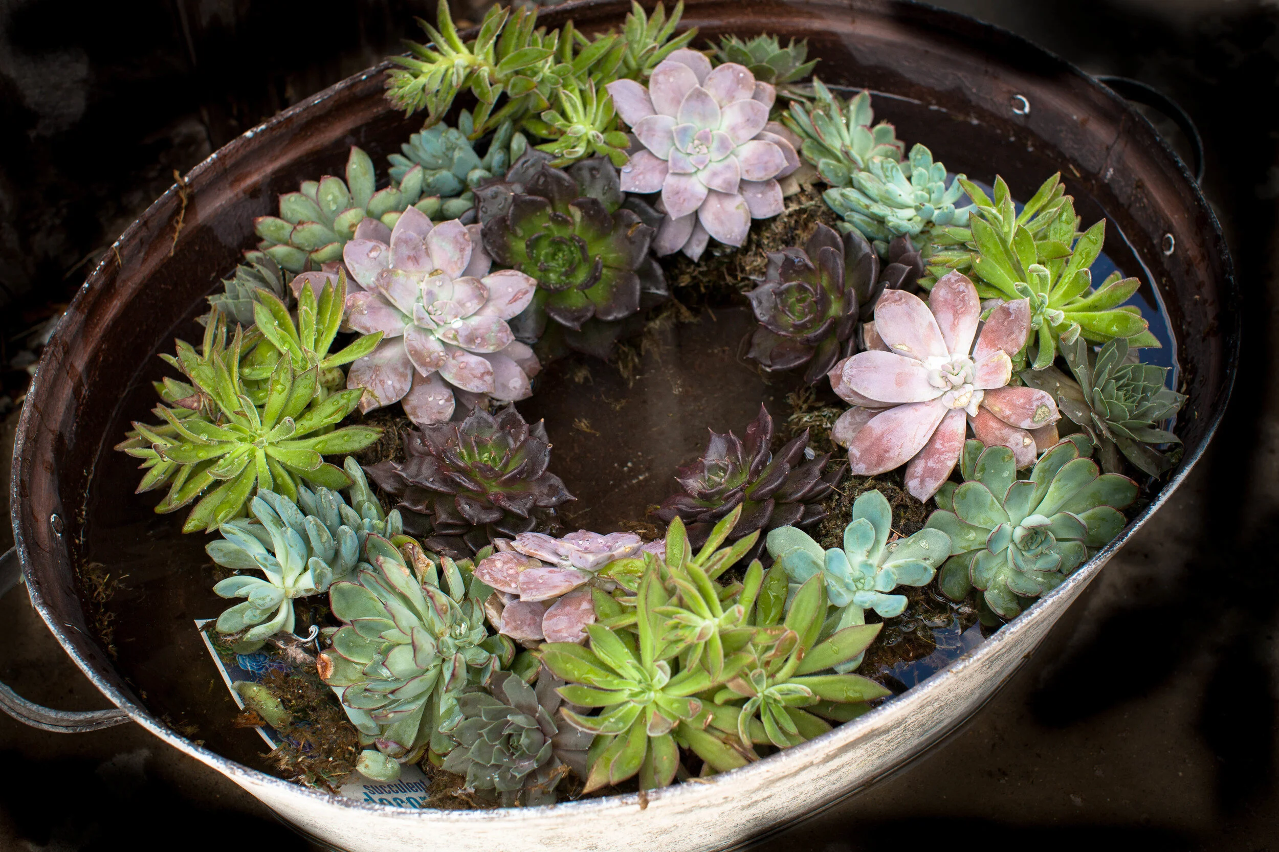 Salisbury Succulents