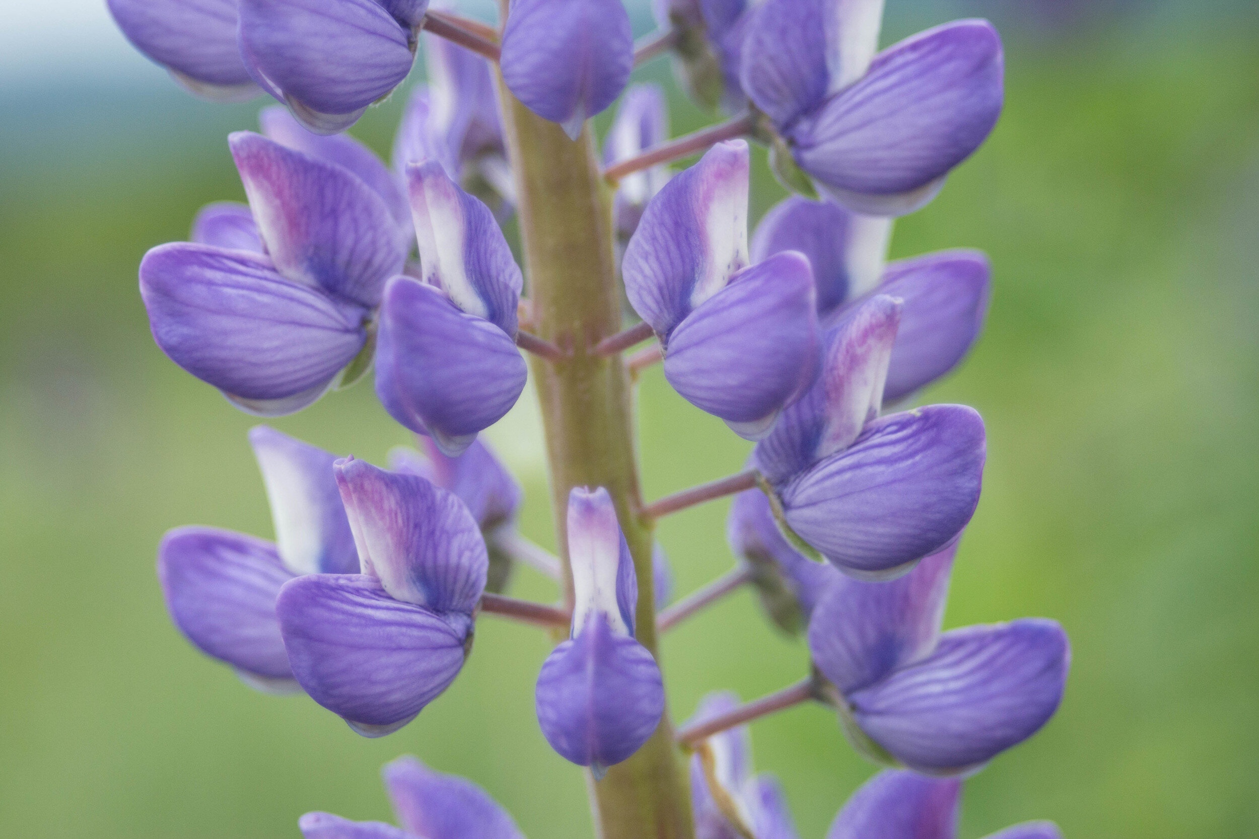 Lovely Lupine