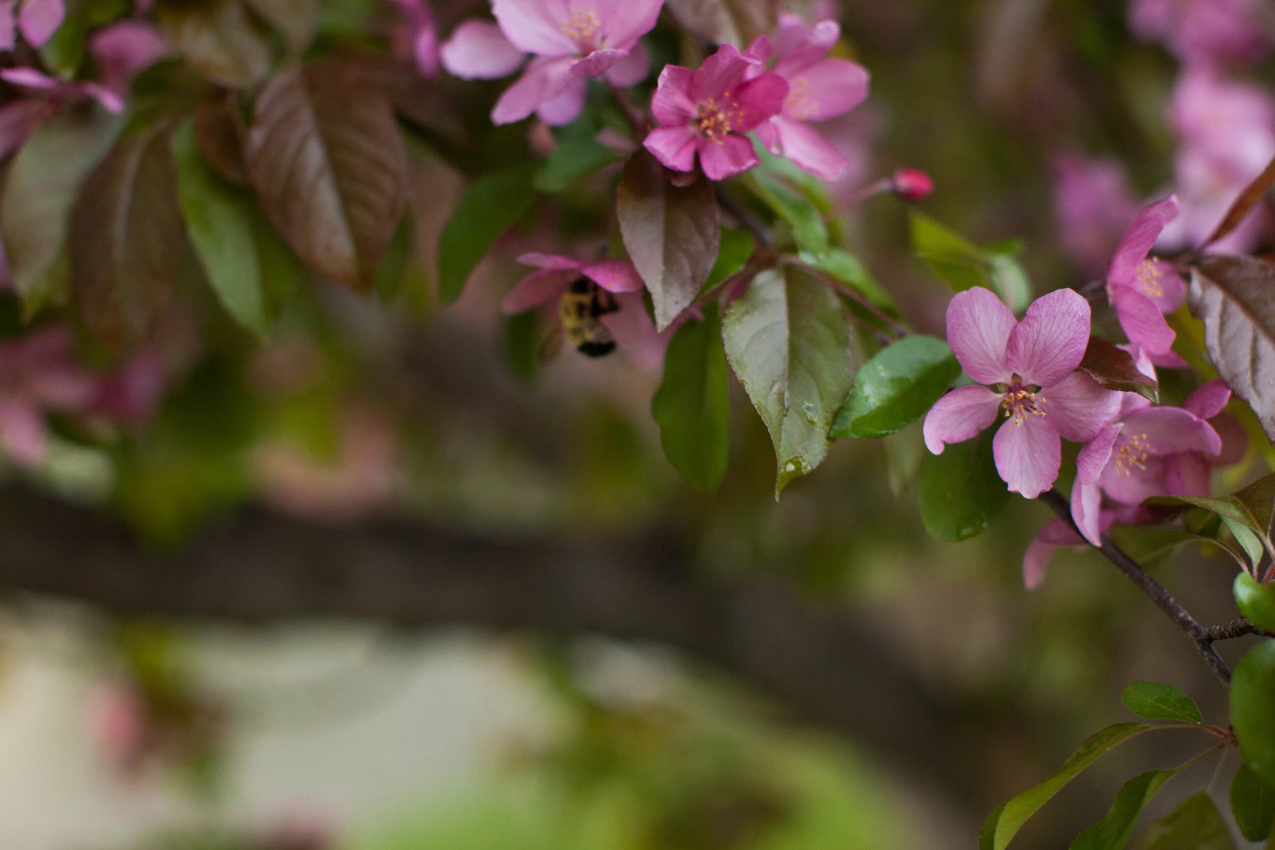 Blue Day Blossoms