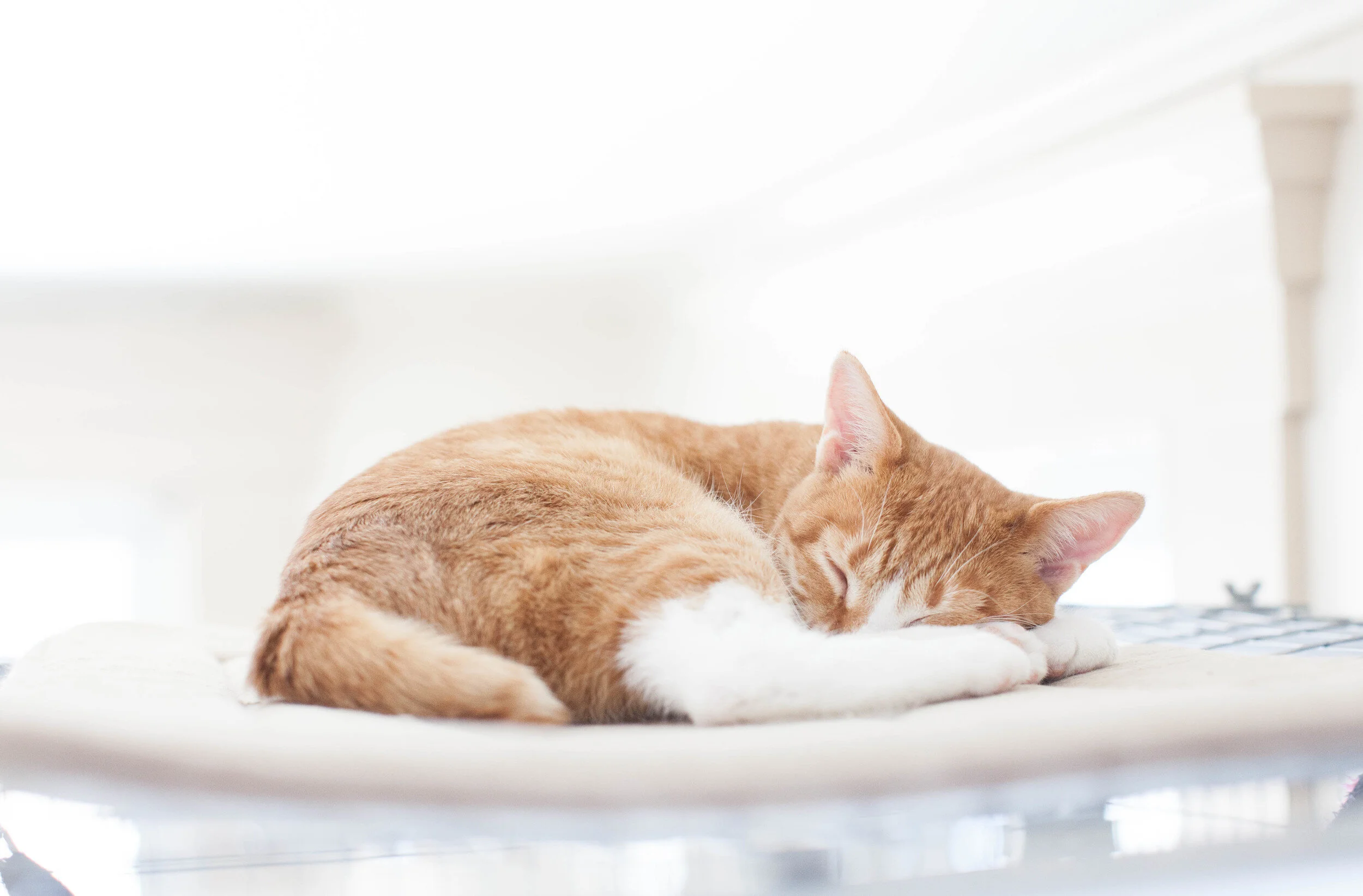 Fur & Purrs at Second Chance Animal Rescue