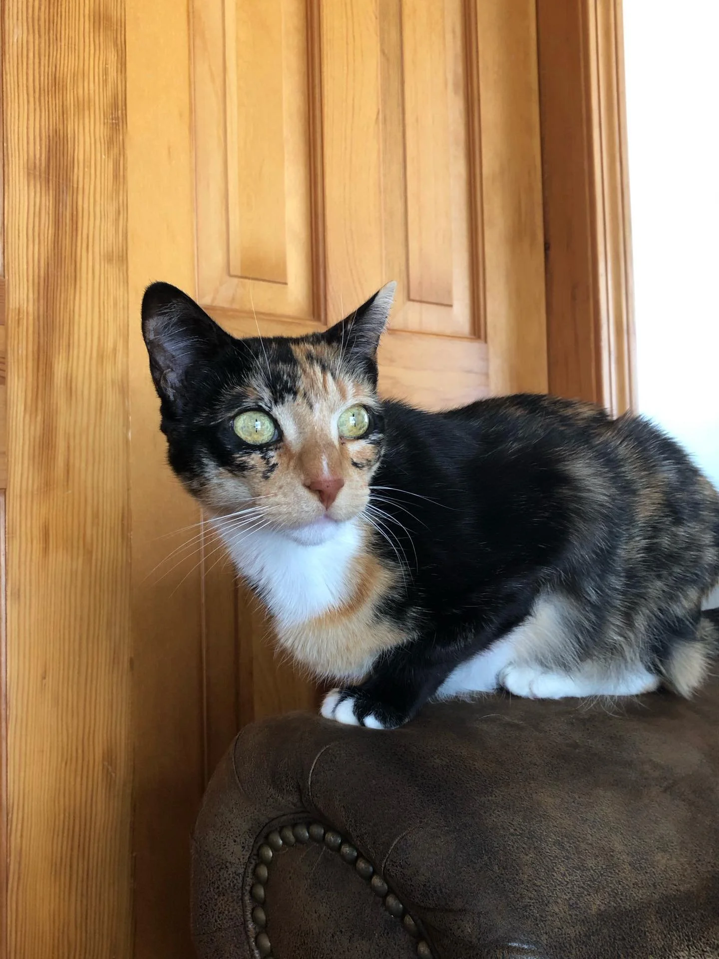 We have a new kitty!

My grandmother adopted Bynx from Second Chance a couple of years ago. Nanny recently moved into senior housing, and while she&rsquo;s allowed a cat, she didn&rsquo;t think Bynx would be happy there.

So she joined our crew!

She