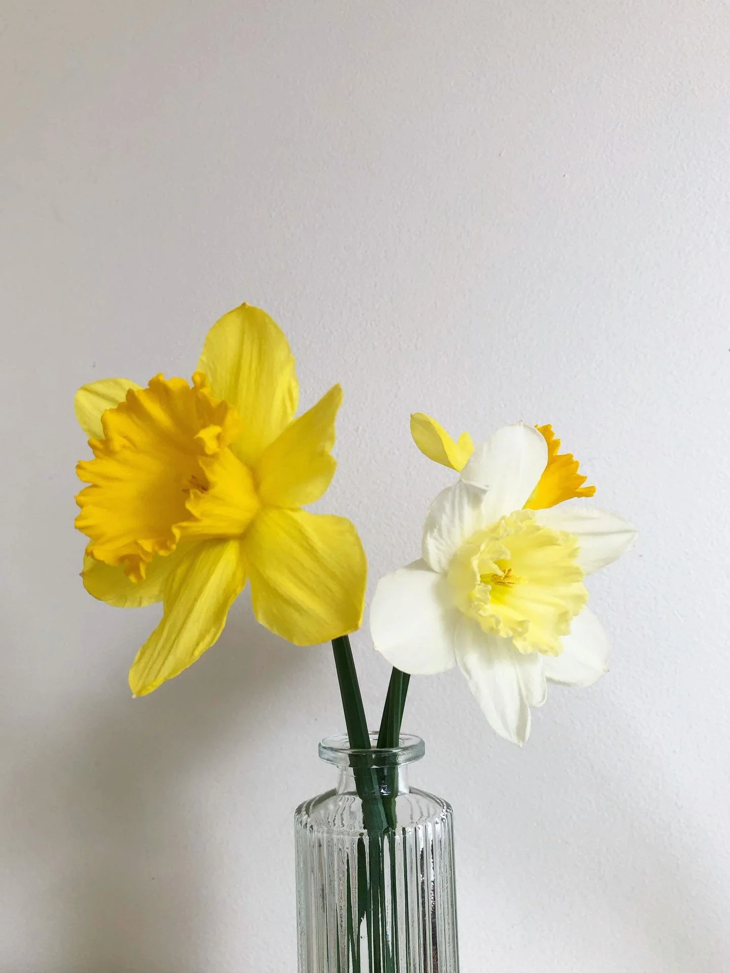 Spring simplicities.

One of my favorite rituals of the season is making little arrangements from the daffodils that grow in our yard.

This arrangement is on our night stand. I used a bud vase given to me by @pantryposies. I believe Janie had made a