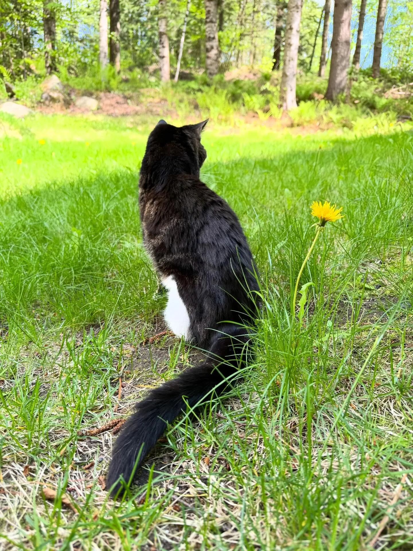 Our beloved Guinevere transitioned at home, all on her own, around 10:08 this morning - a very meaningful time for me and Shelby.

I was sitting across from her, looking at photos from her life while she lay snuggly on a blanket in a box. She loved h