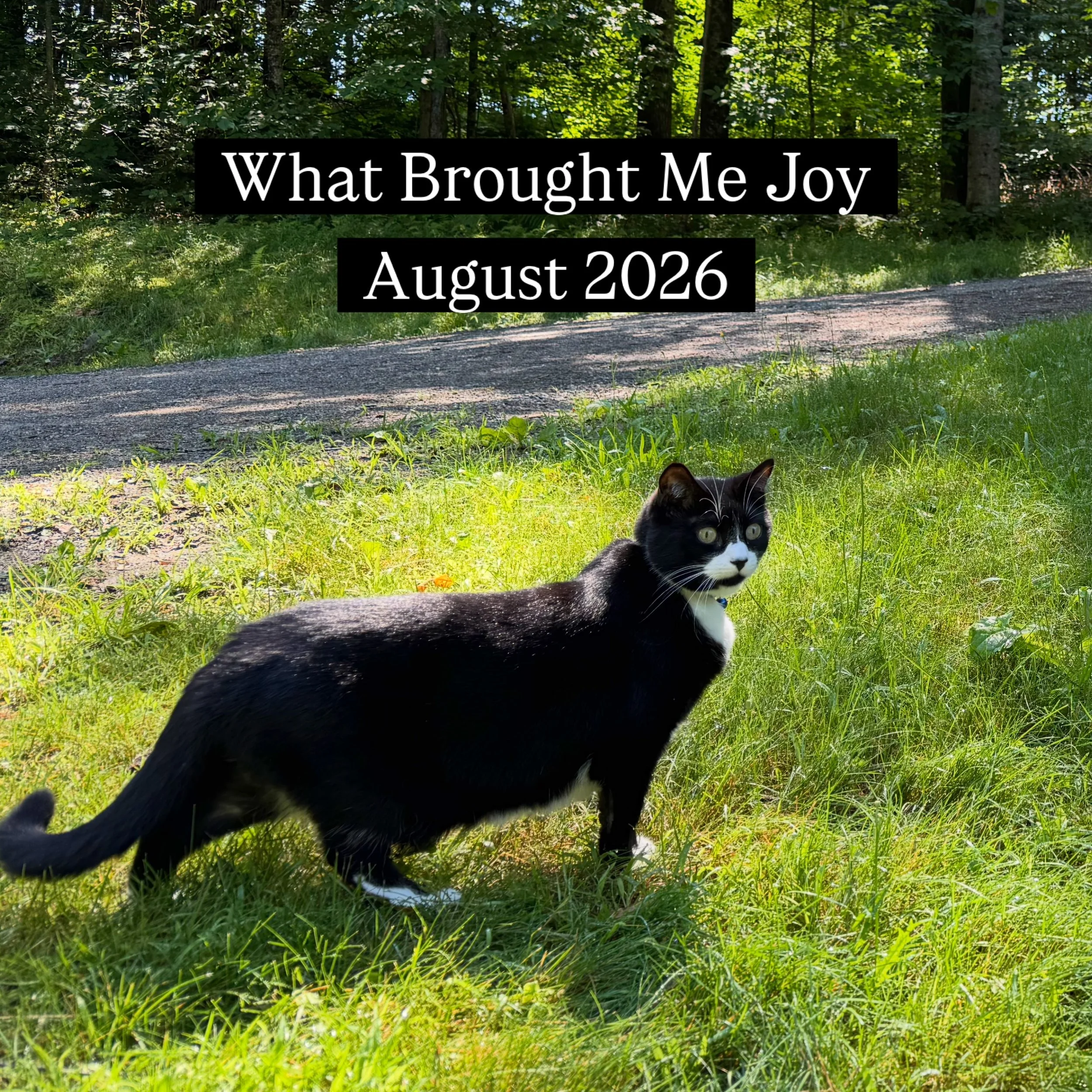 What brought me joy this month&hellip;

1️⃣ + 2️⃣ I spent so much time outside with the cats. Reading, working on my computer, just watching them roll around in the grass. Top summer memories!

3️⃣ + 4️⃣ I finished my ice skating lessons! I didn&rsqu