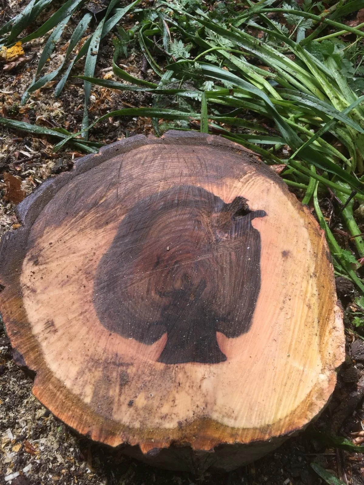 Tree within a tree for website.jpg