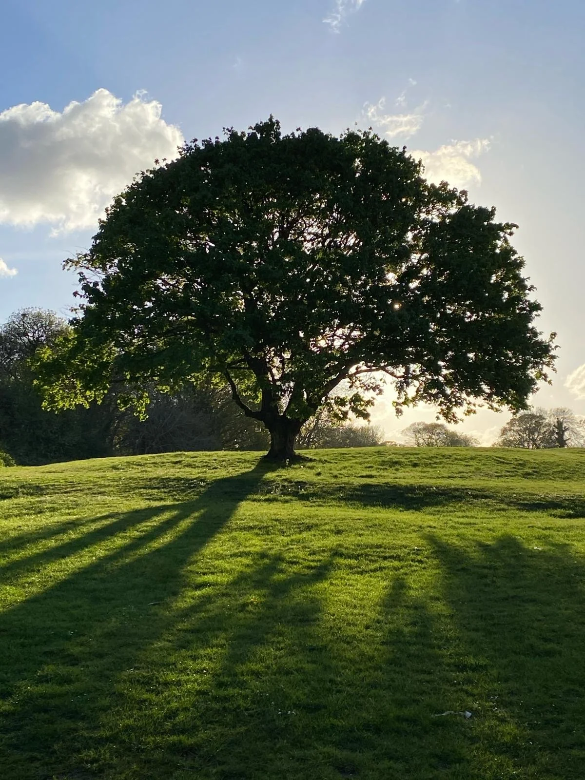 Tree for website - Bursted Woods.JPG