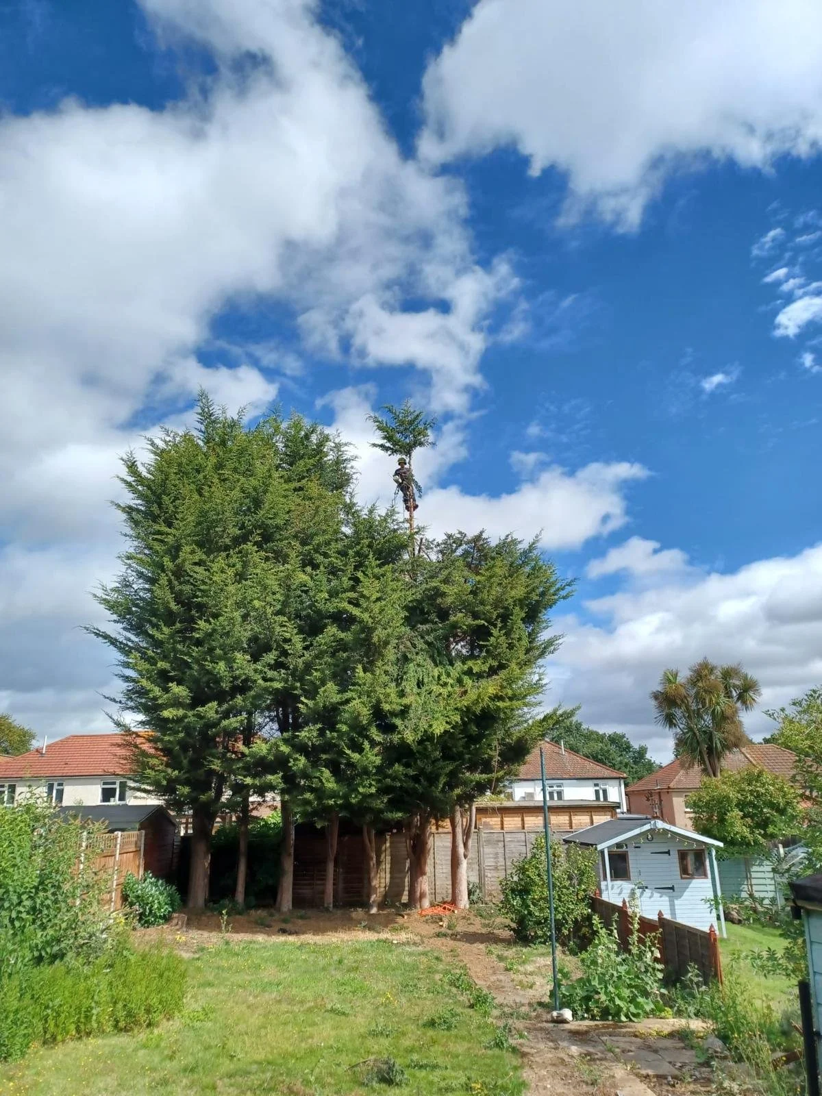 Tree photo for website.jpg