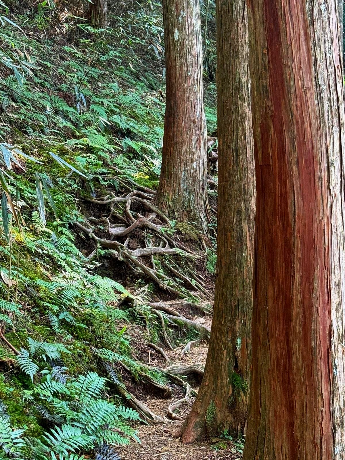 A forest trail with large tree trunks and roots on the ground surrounded by green ferns and plants.