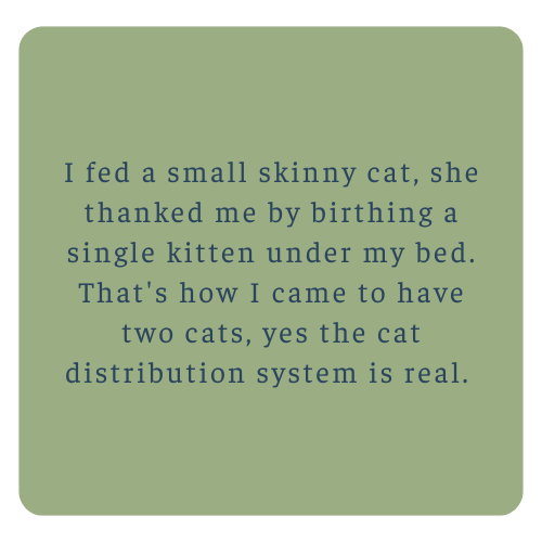 A green square with text about feeding a small, skinny cat and the resulting kitten under the bed, confirming a cat distribution system.