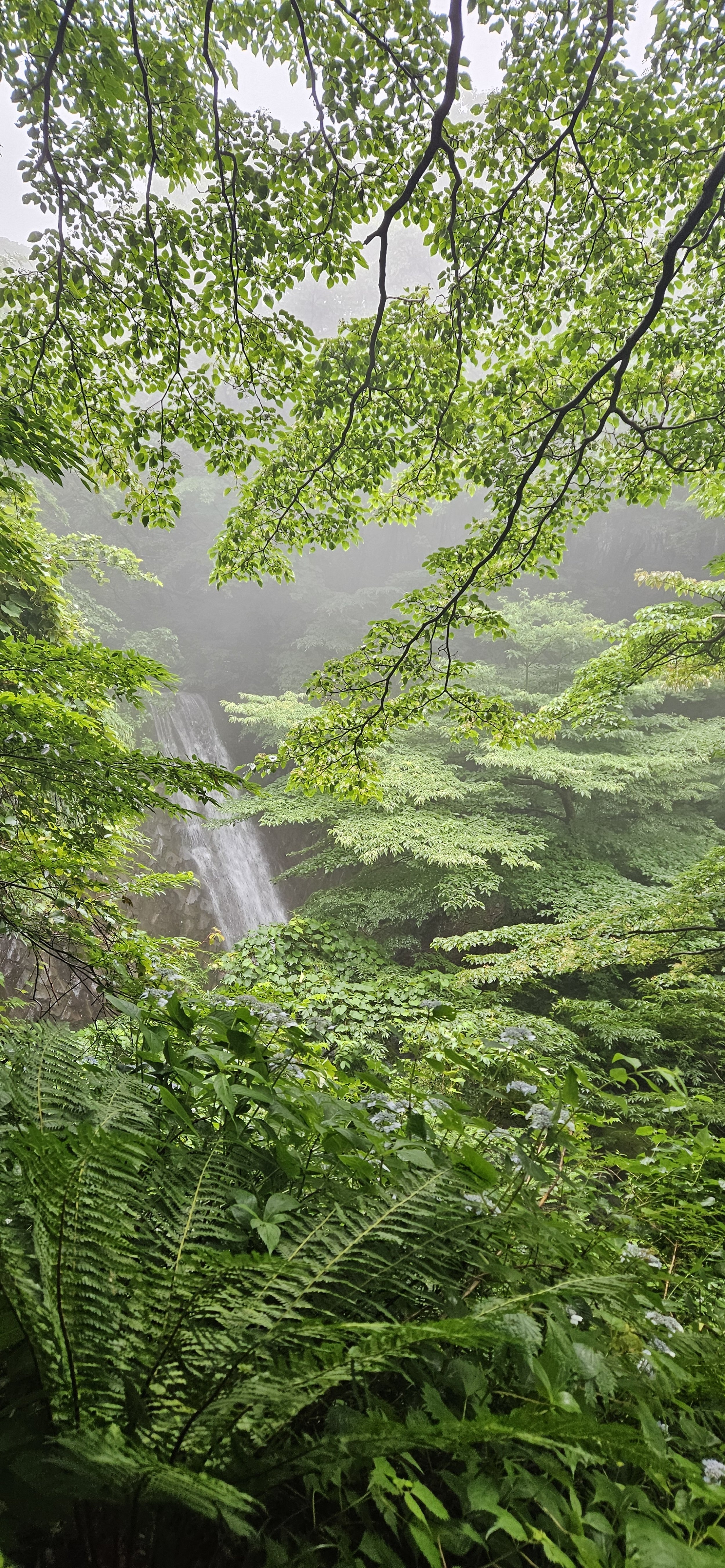 Lush green trees and plants in a forest with a waterfall in the background, surrounded by mist.