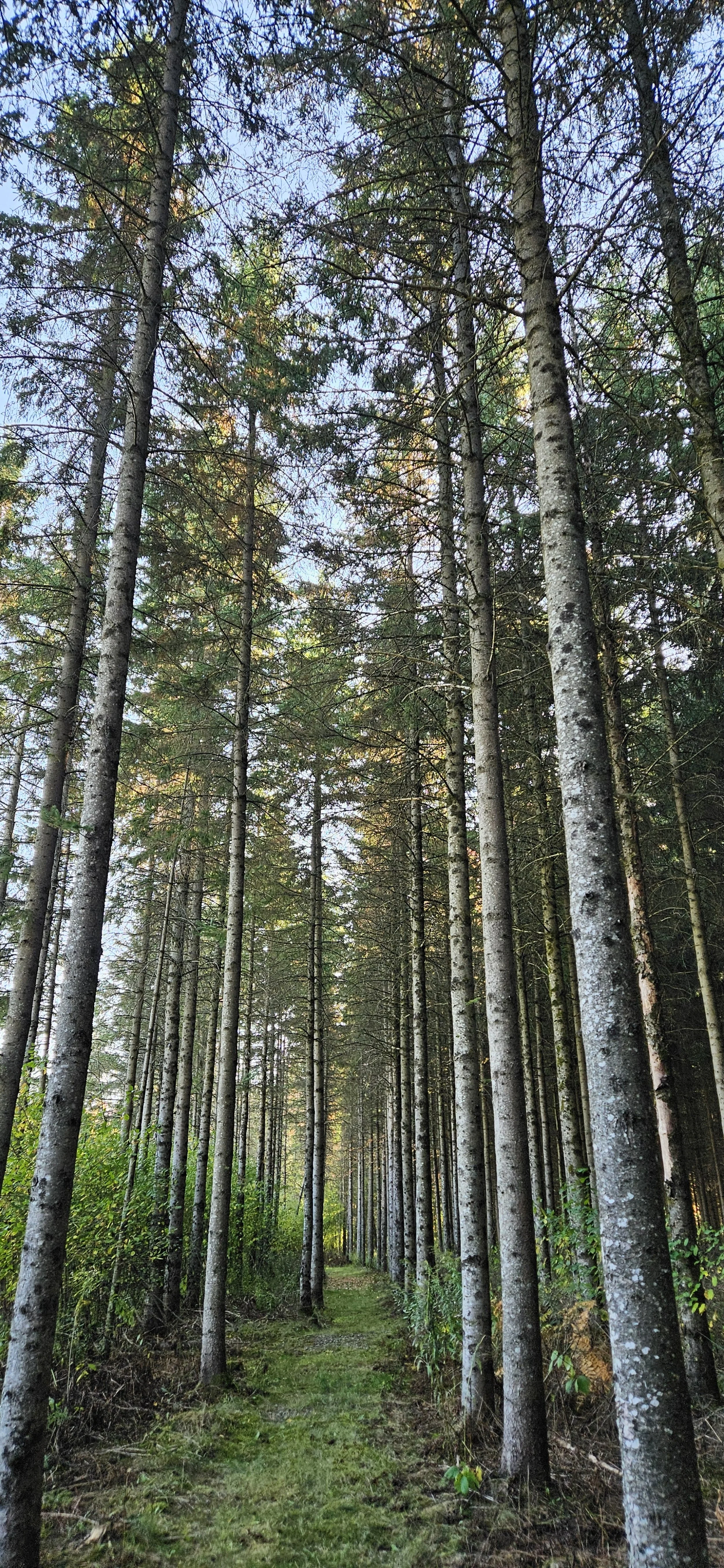 A narrow trail through a dense forest of tall, straight trees with green foliage and a clear sky visible overhead.